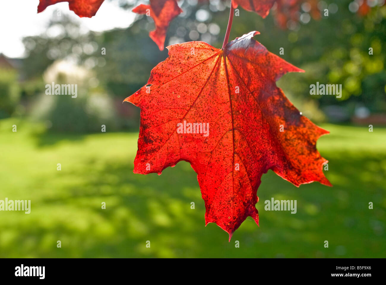 Feuille d'érable en automne couleur Banque D'Images
