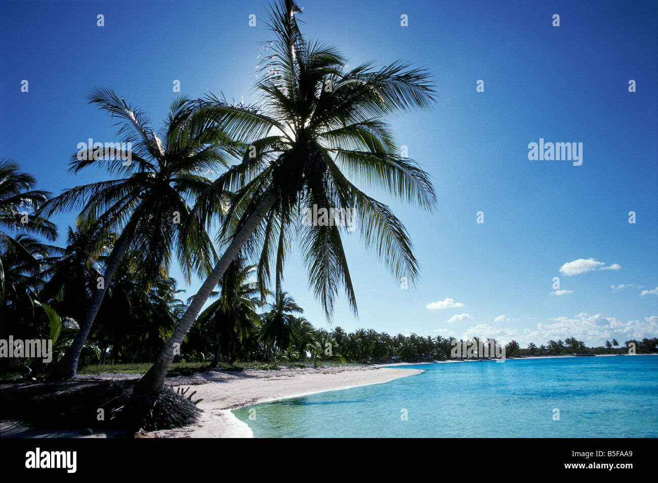 Palmiers silhouettés par le soleil sur une plage de sable blanc, Punta Cana, République dominicaine Banque D'Images