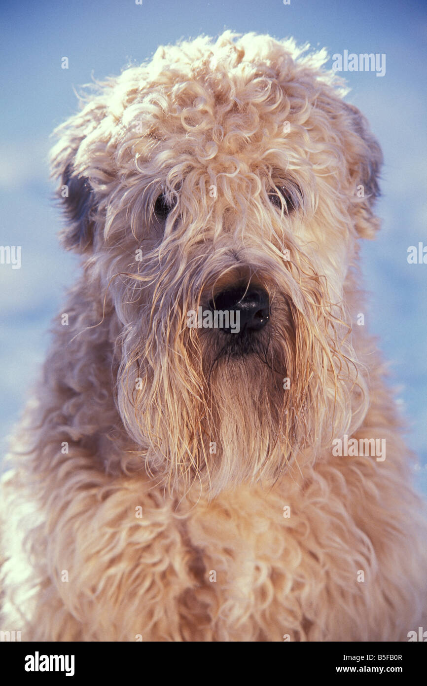 Wheaten Terrier Banque D'Images