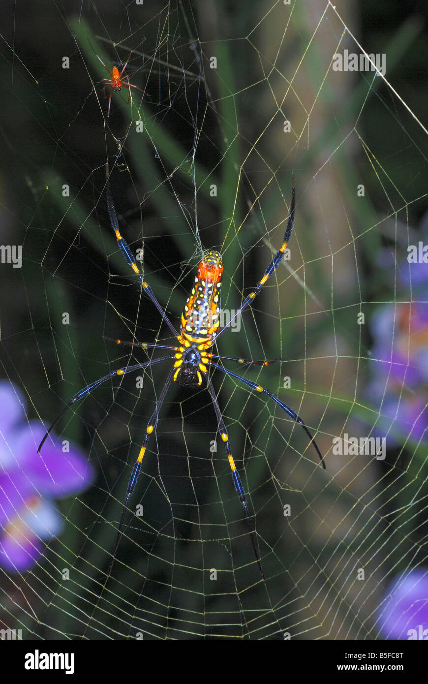 Araignée Nephila maculata bois géant commun dans la forêt de plaine nord-est de l'Inde. L'Assam. L'Inde Banque D'Images