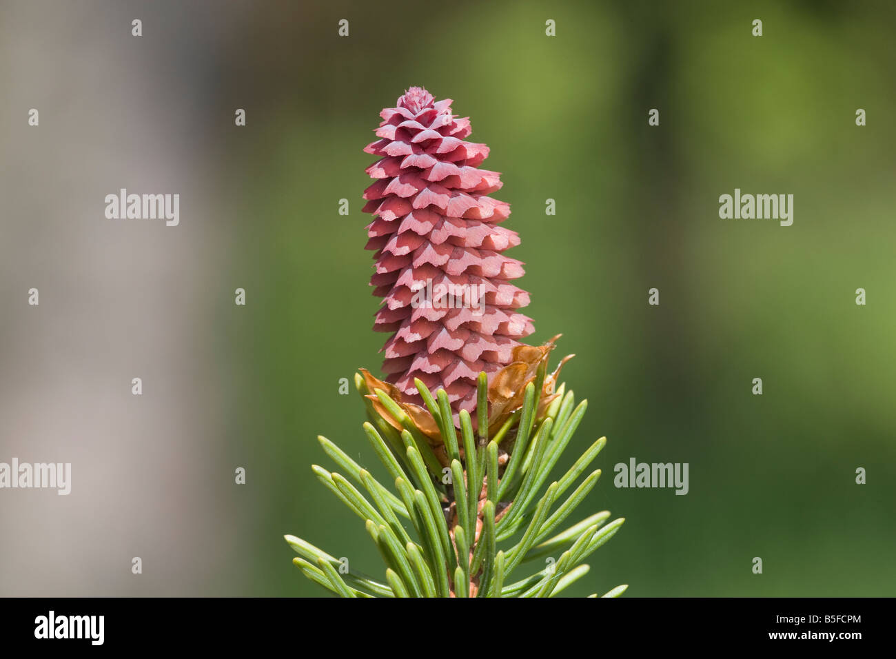 Picea abies Epicéa pin cône conifère arbre kernel Banque D'Images