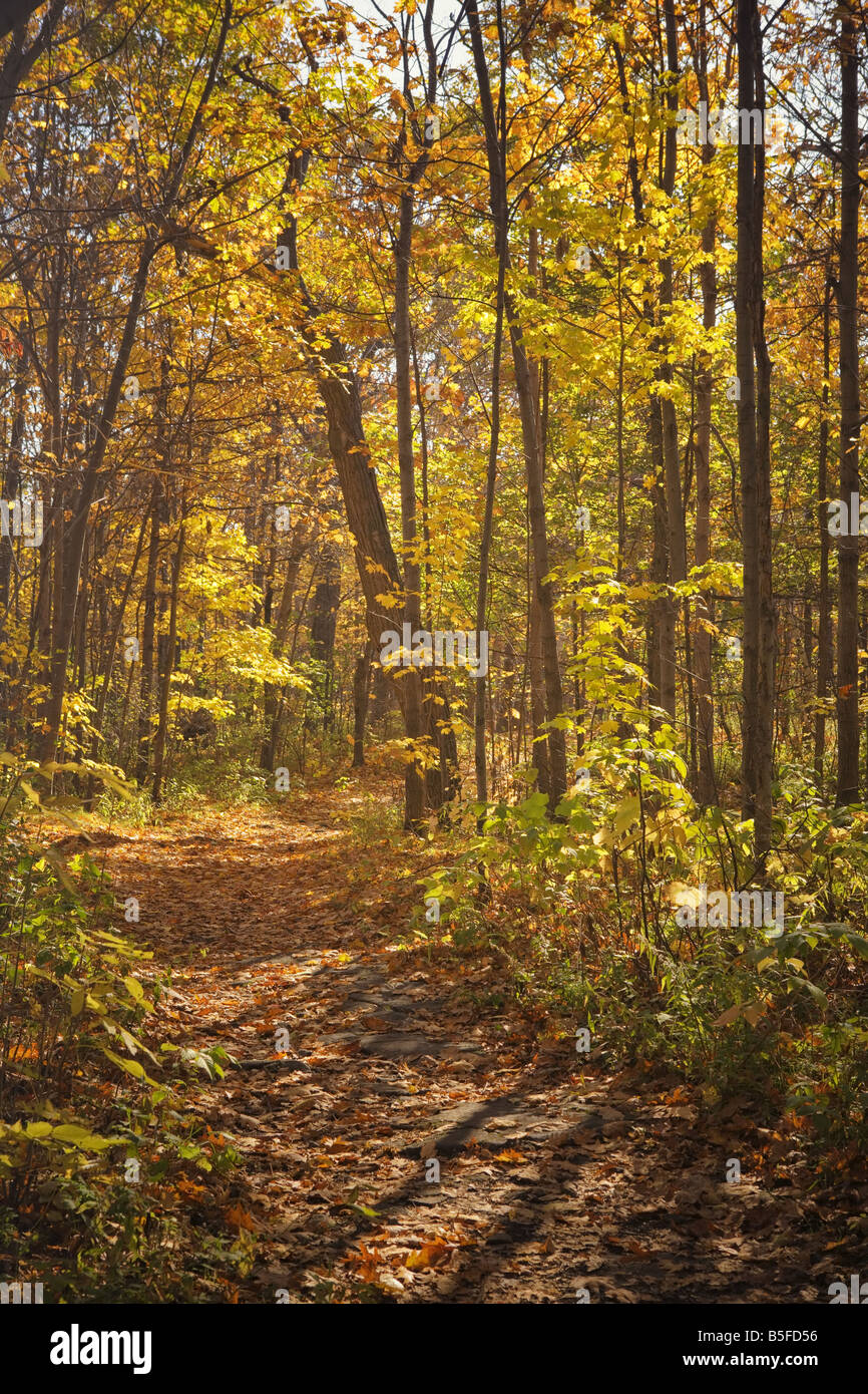 La forêt du mont Royal avec ses couleurs d'automne Montréal Québec Banque D'Images