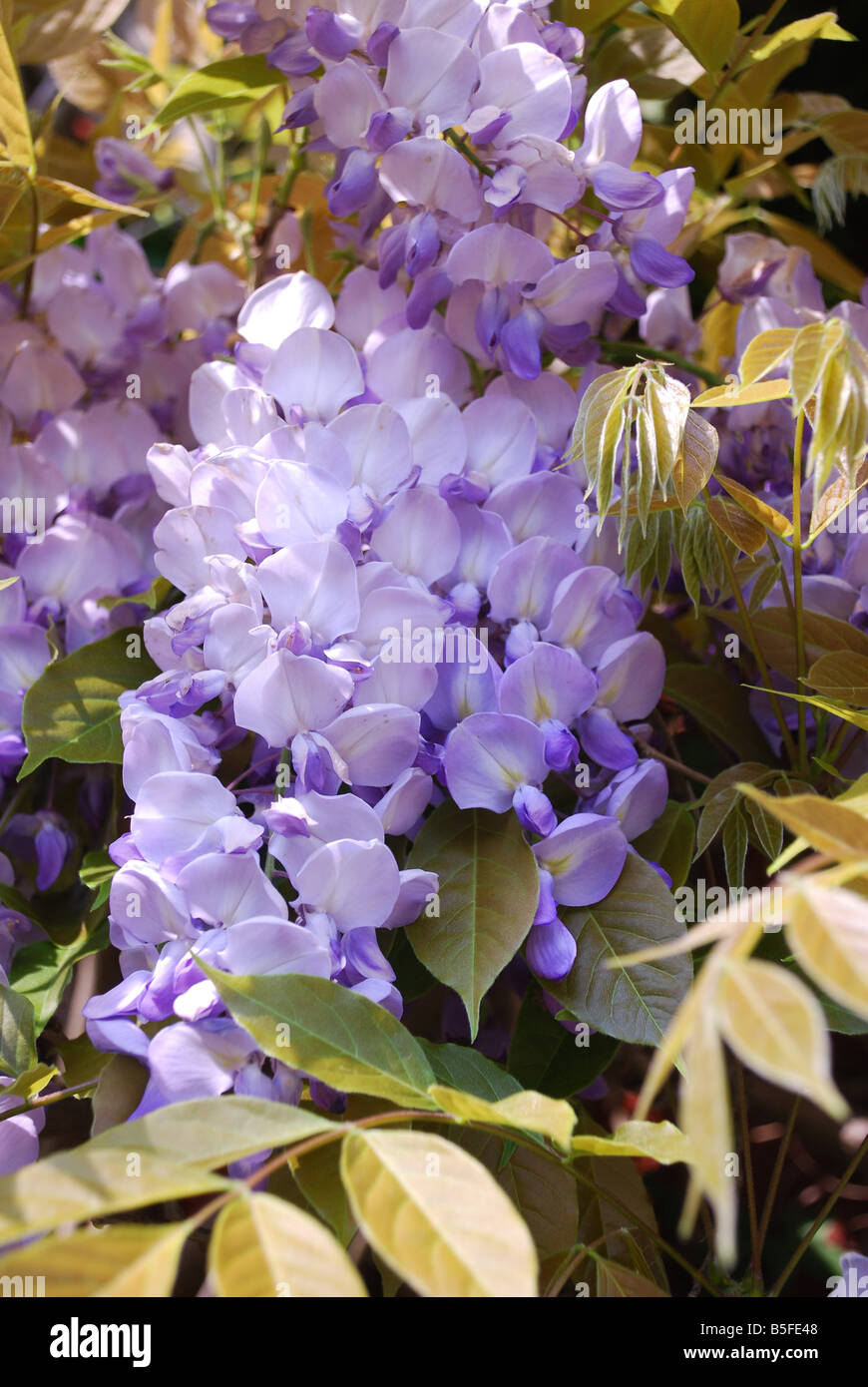 Fleur de glycine Banque D'Images