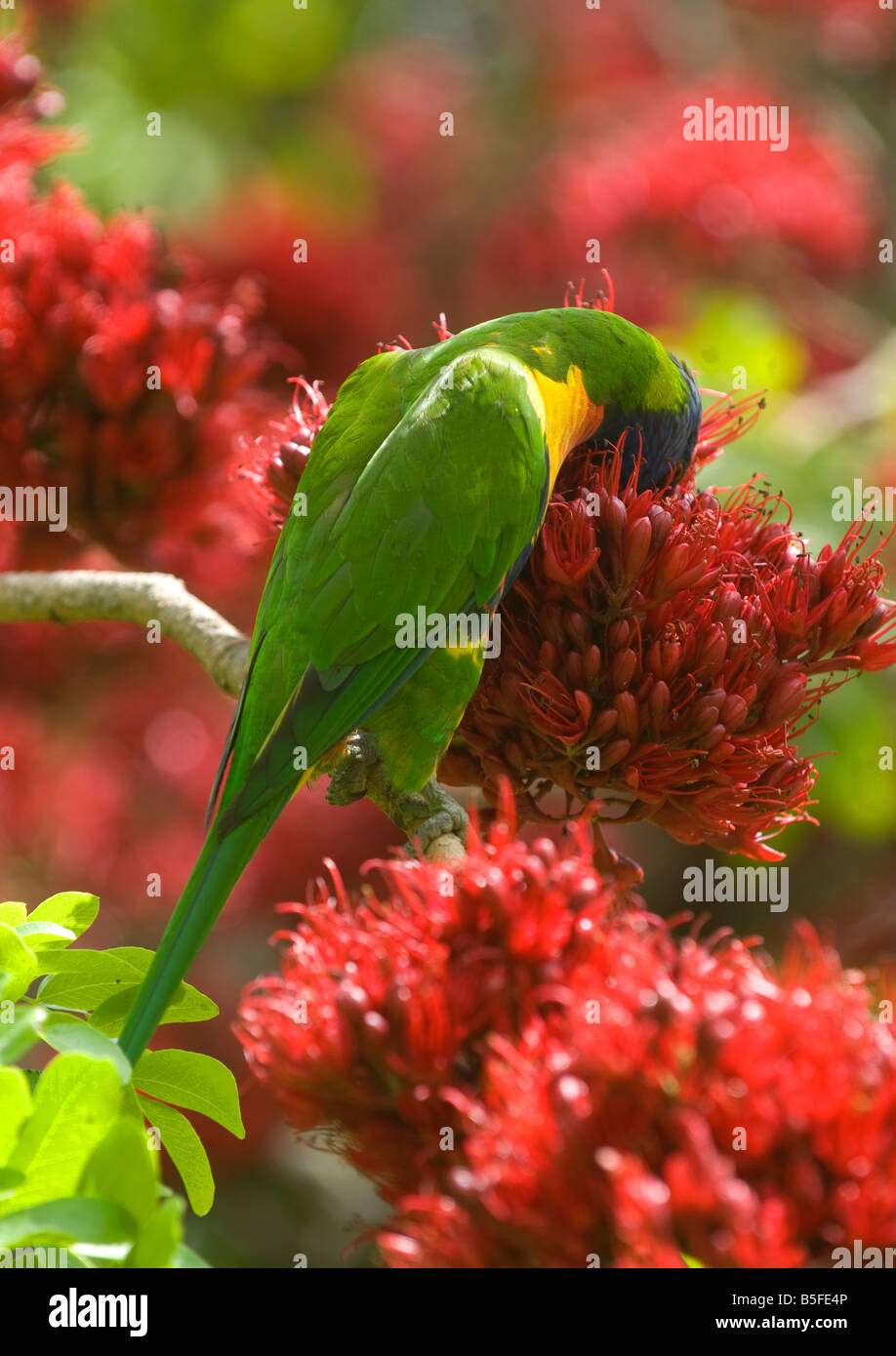 Lorakeet perroquet sur arc-en-ciel fleur rouge à Melbourne, Australie Jardin Botanique Banque D'Images