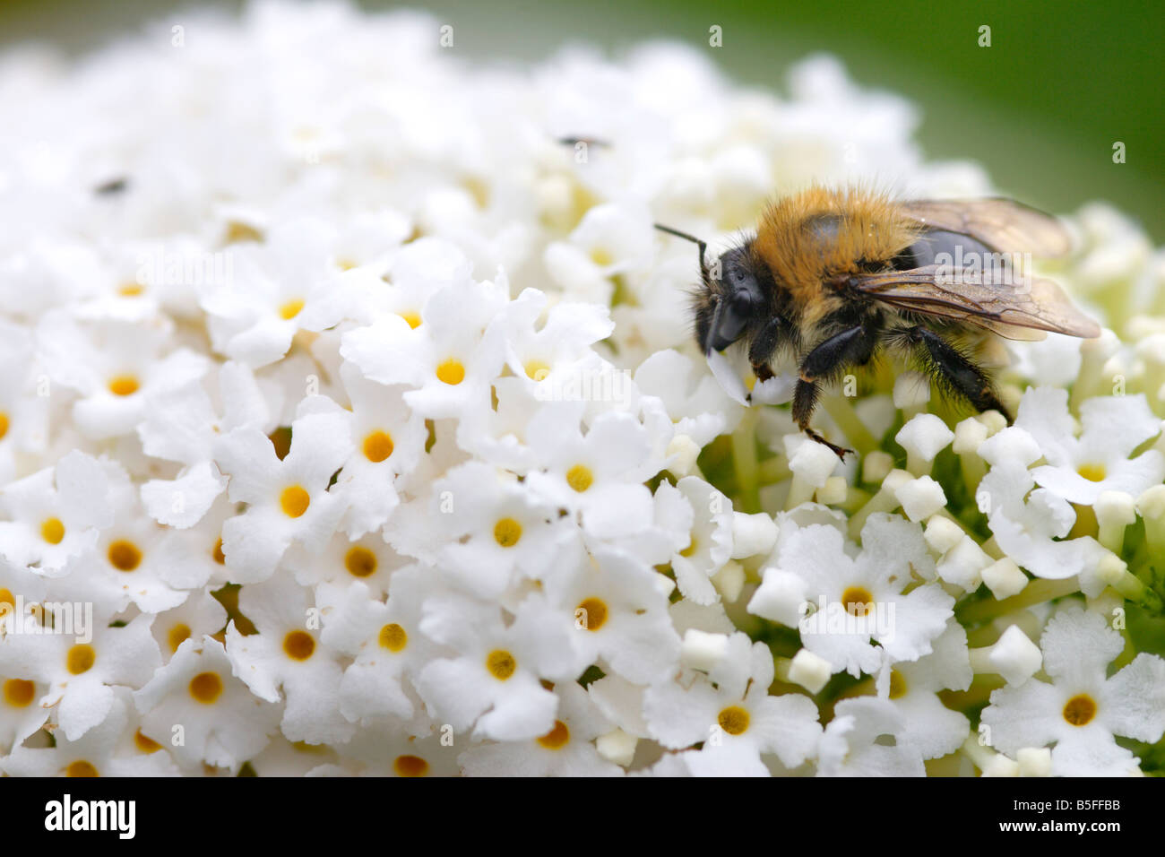 Carde commun bee (Bombus pascuorum) se nourrissant de Buddleia davidii blanc Banque D'Images