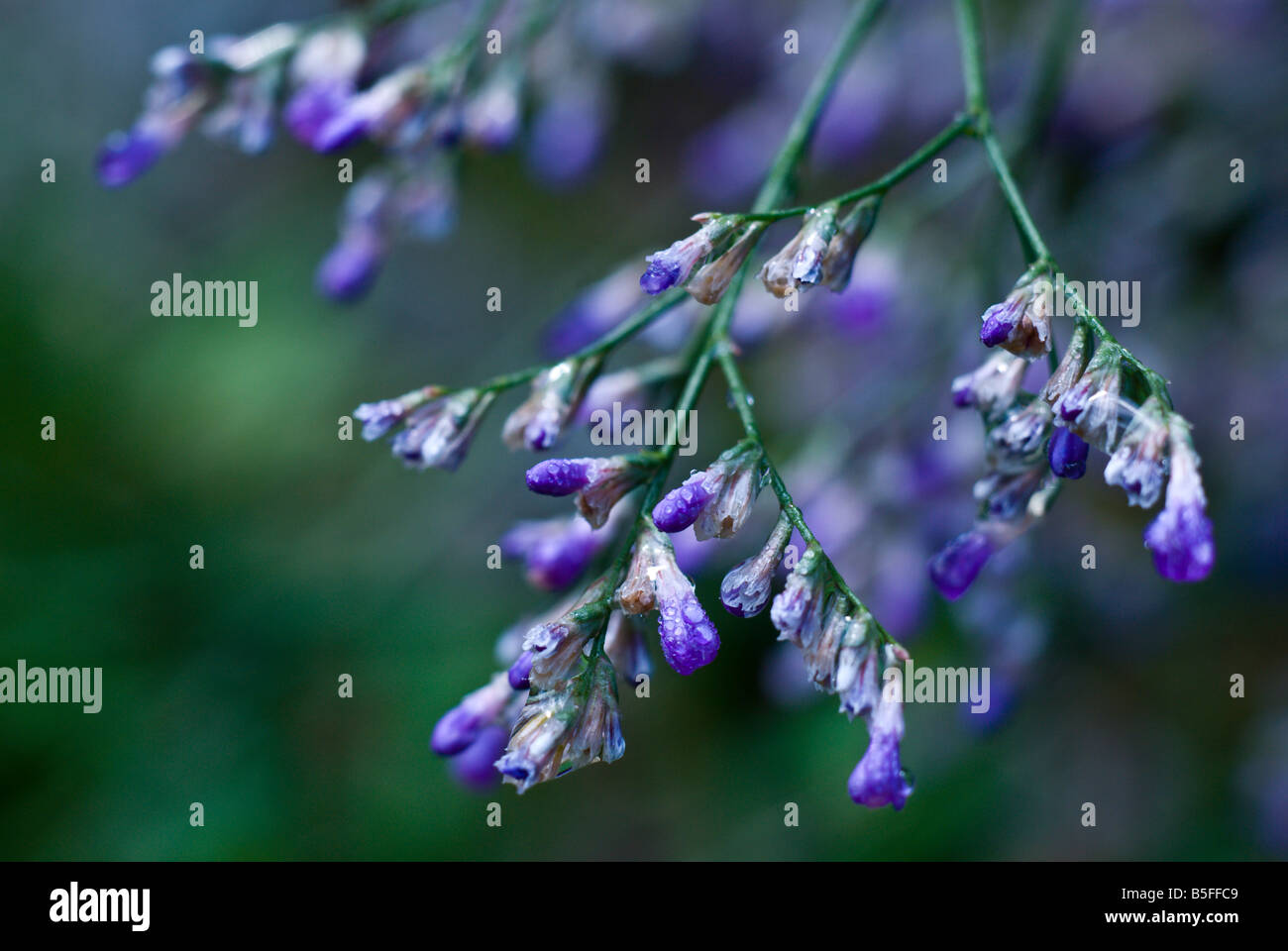 Plumbaginaceae Limonium avec gouttes de pluie Banque D'Images Plumbaginaceae Limonium avec gouttes de pluie Banque D'Images