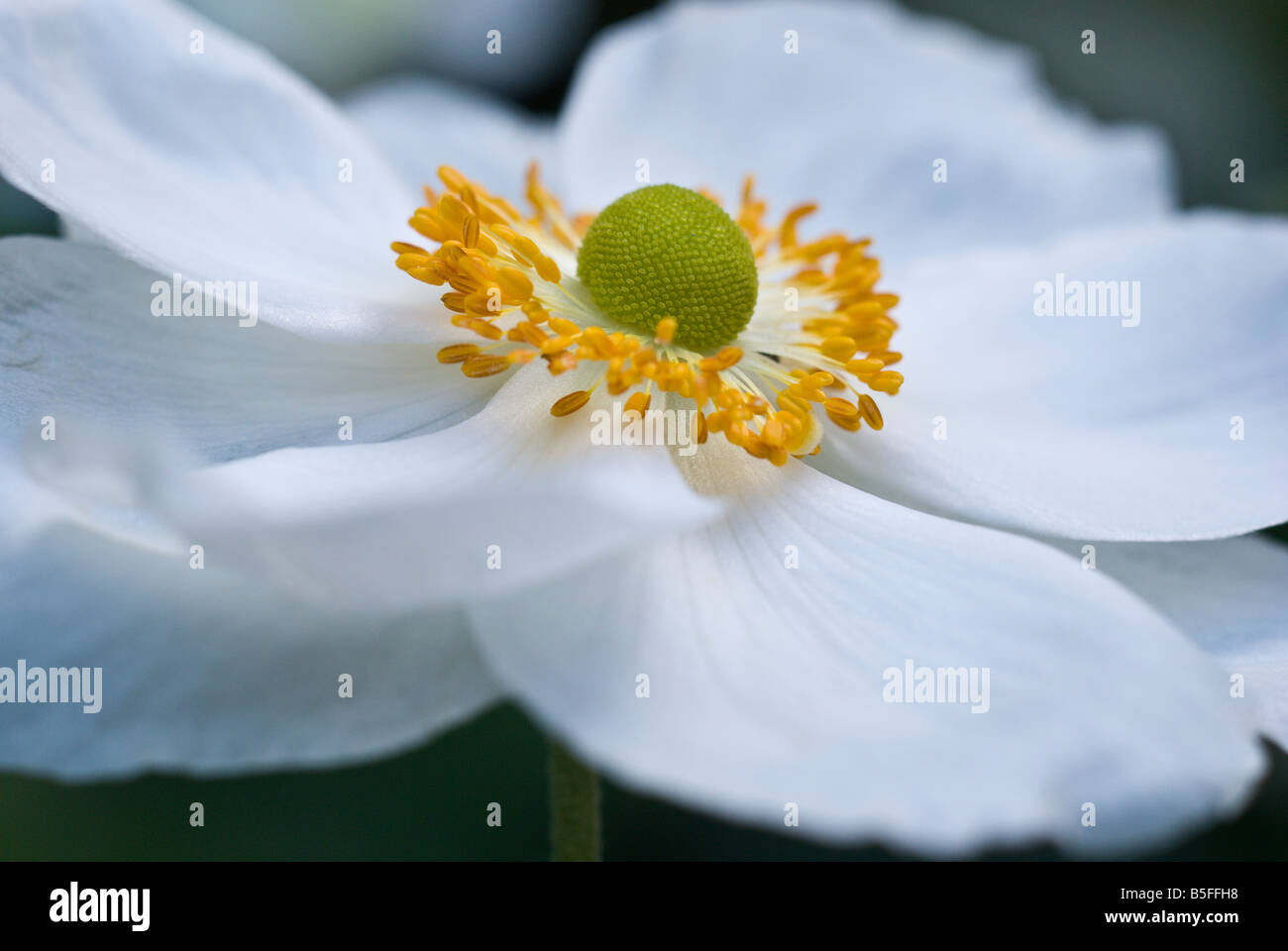 Anemone Anemone hupehensis japonica var Banque D'Images