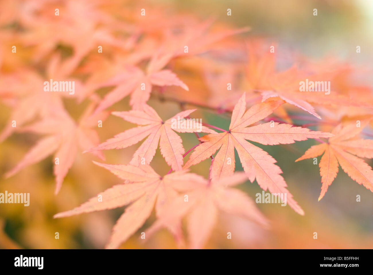 En automne les feuilles d'érable japonais Banque D'Images