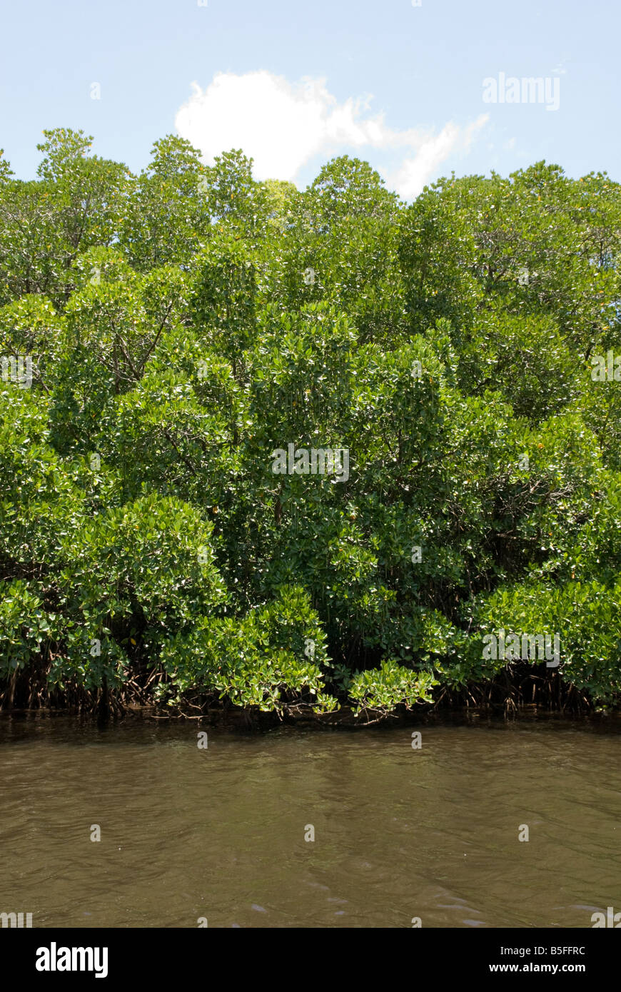 Les mangroves poussent dans des habitats côtiers salins dans les zones tropicales et sous tropicales, Queensland, Australie Banque D'Images