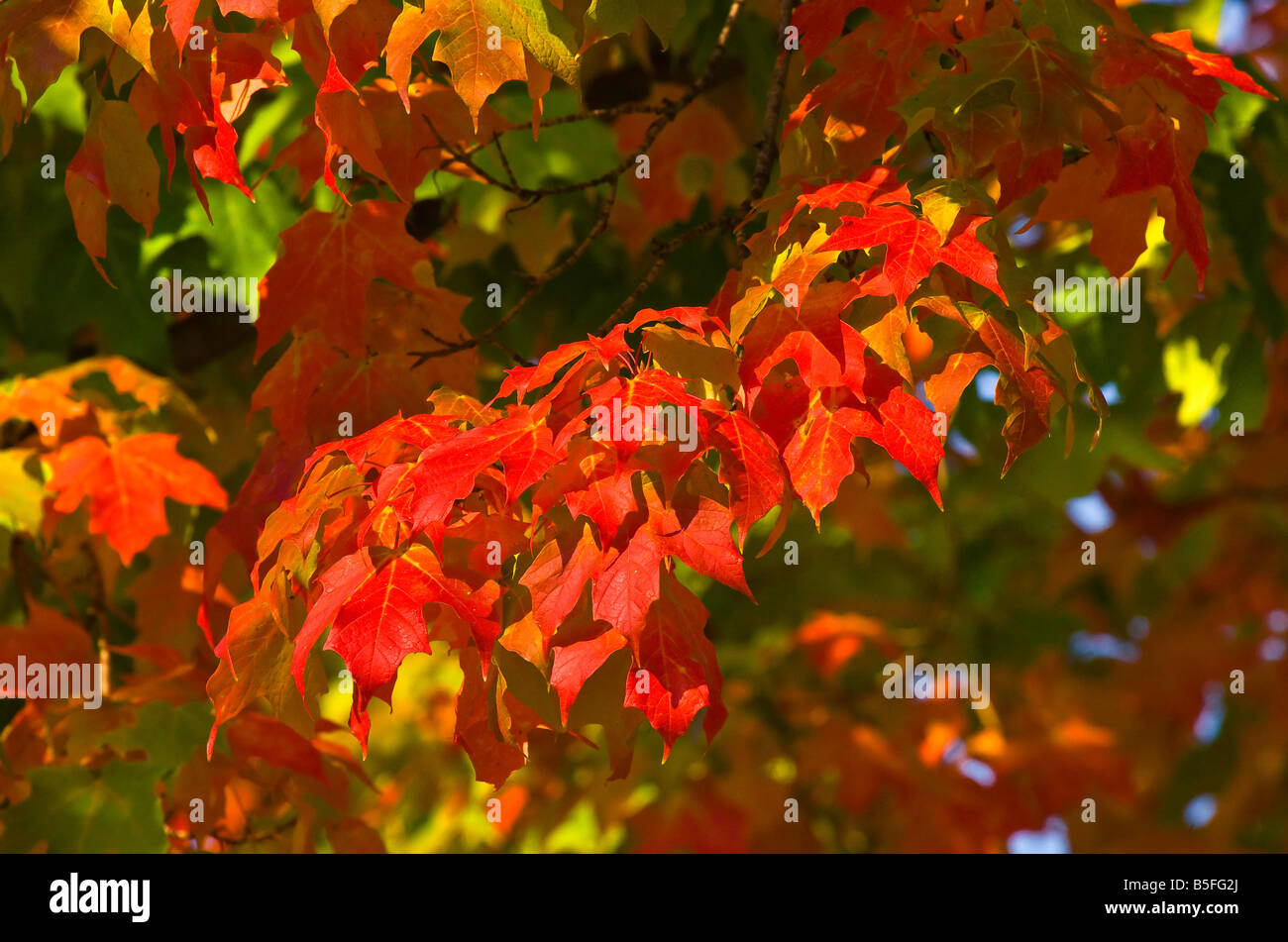 Changement de couleur des feuilles d'automne dans les États du Haut-Midwest Banque D'Images
