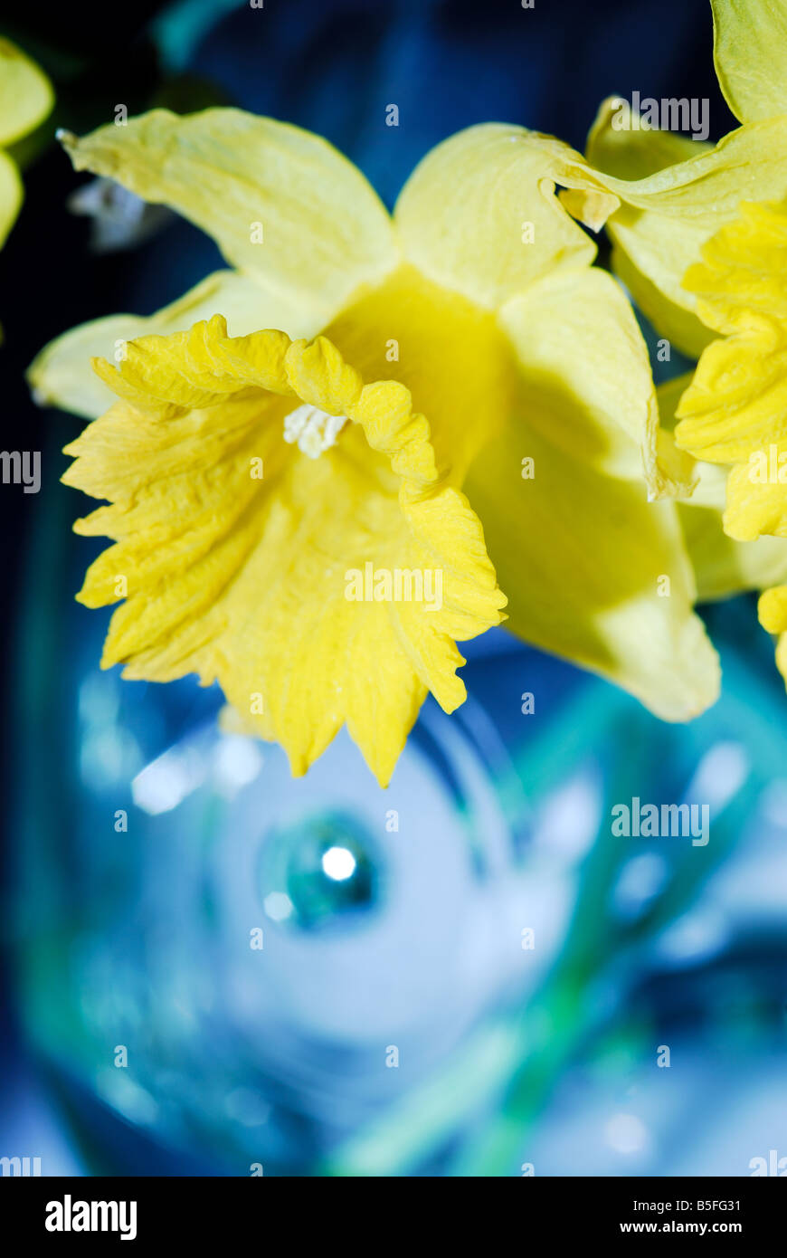 Fleur jaune, art, design naturel, bouquet frais, maison, style de vie, Banque D'Images