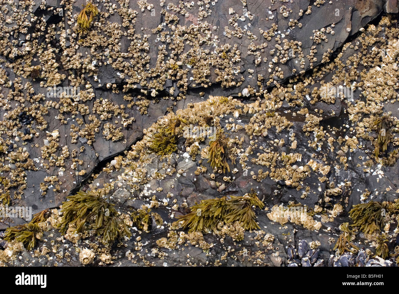 Les balanes et les algues s'accrochent aux rochers à marée basse sur la côte de l'Oregon central Banque D'Images