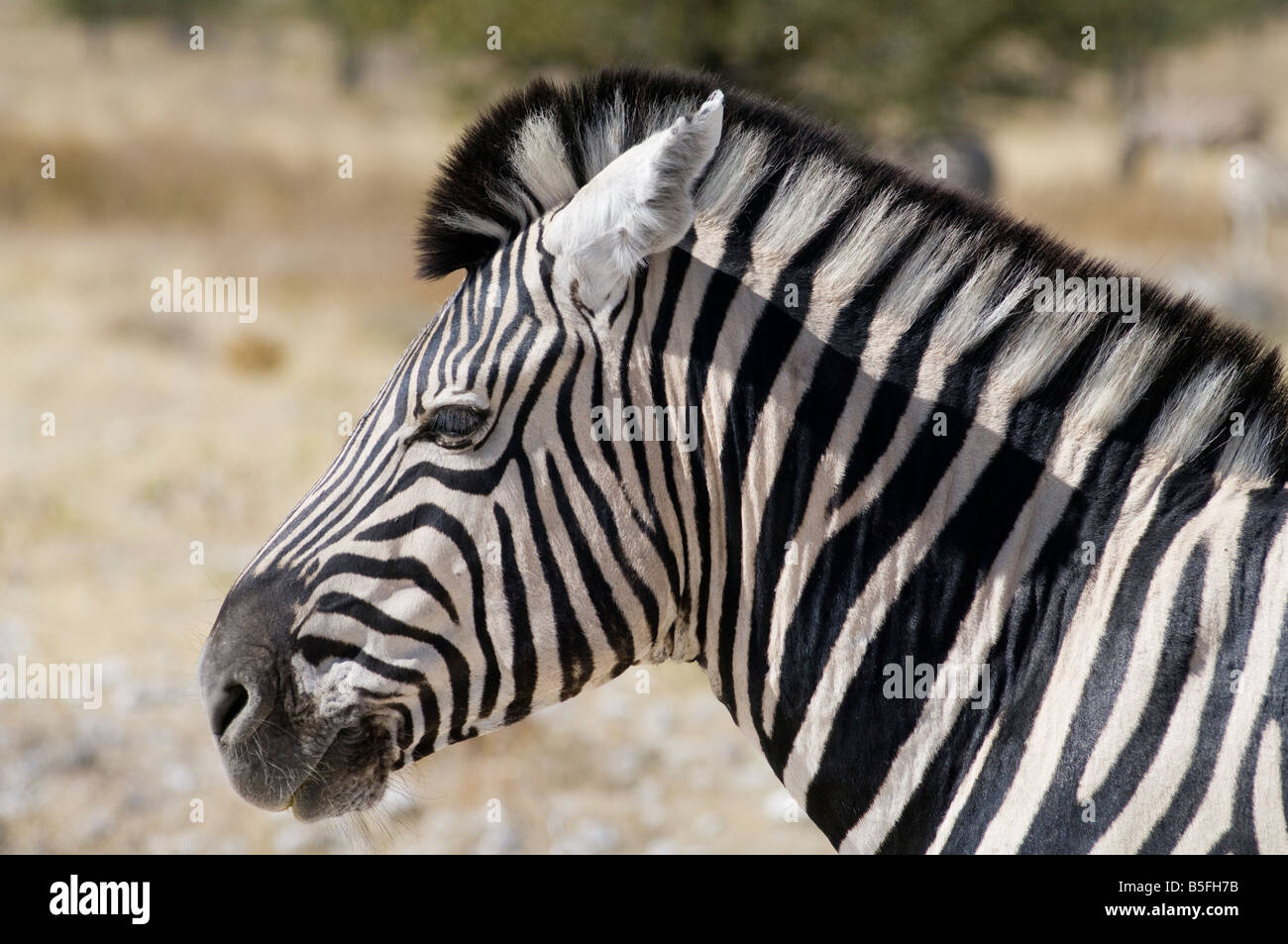 Portrait d'une plaine ou le zèbre de Burchell (Equus quagga burchellii) Parc National d'Etosha en Namibie Banque D'Images