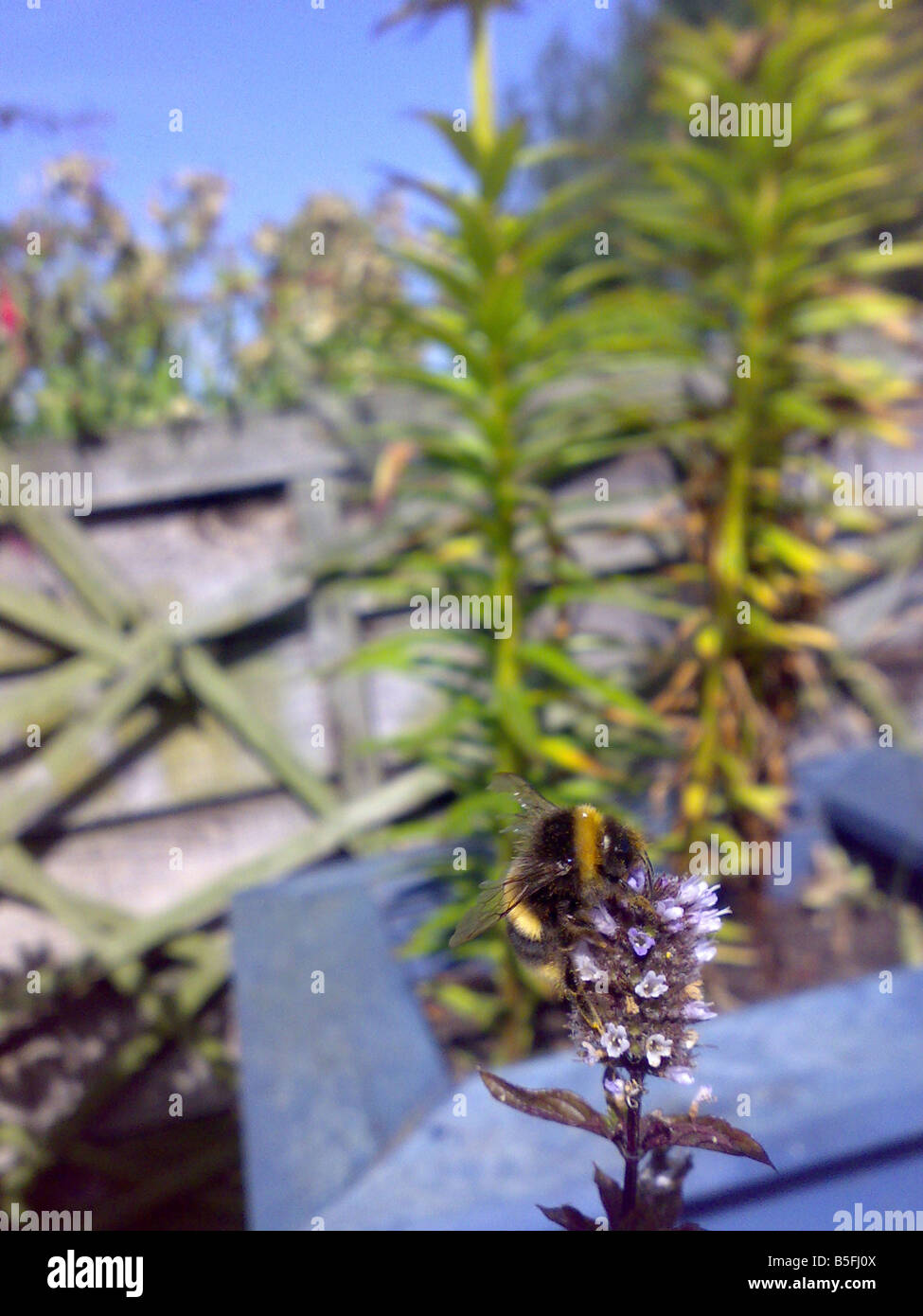 Miel Pollen bourdon insecte mouche d'été fleur recueillir buzz étamines plante de jardin travail libre de stripes recueillir ruche sting mint Banque D'Images