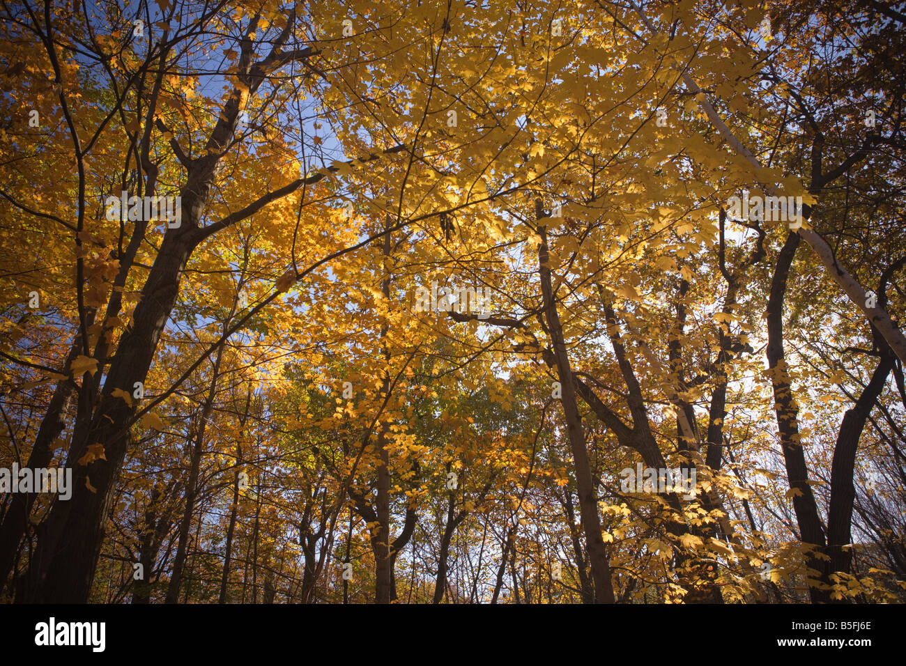 La forêt du mont Royal avec ses couleurs d'automne Montréal Québec Banque D'Images