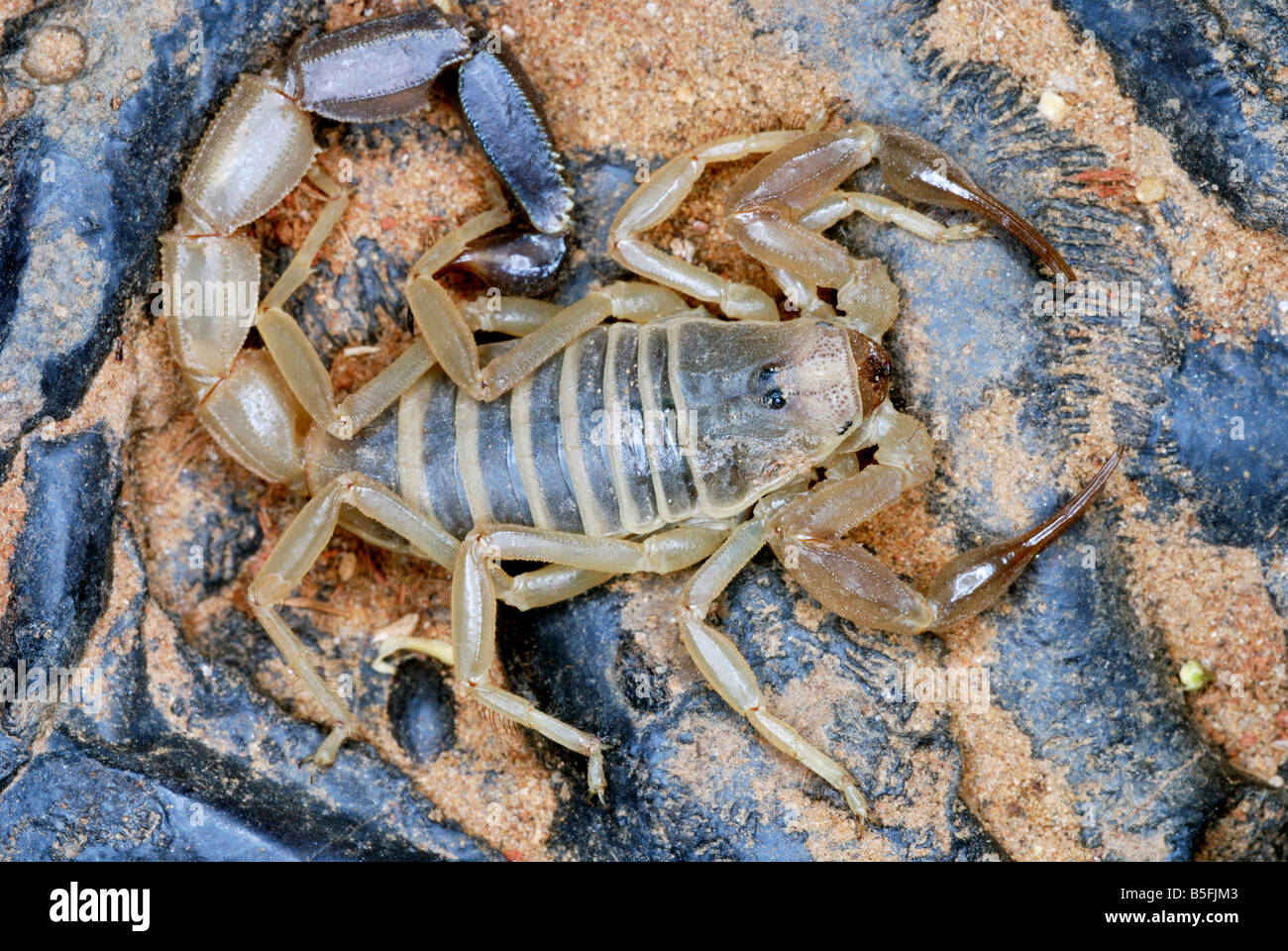 Androctonus finitimus Famille BUTHIDAE une espèce de scorpion. Strictement limités aux zones désertiques. venom hautement toxiques. Banque D'Images