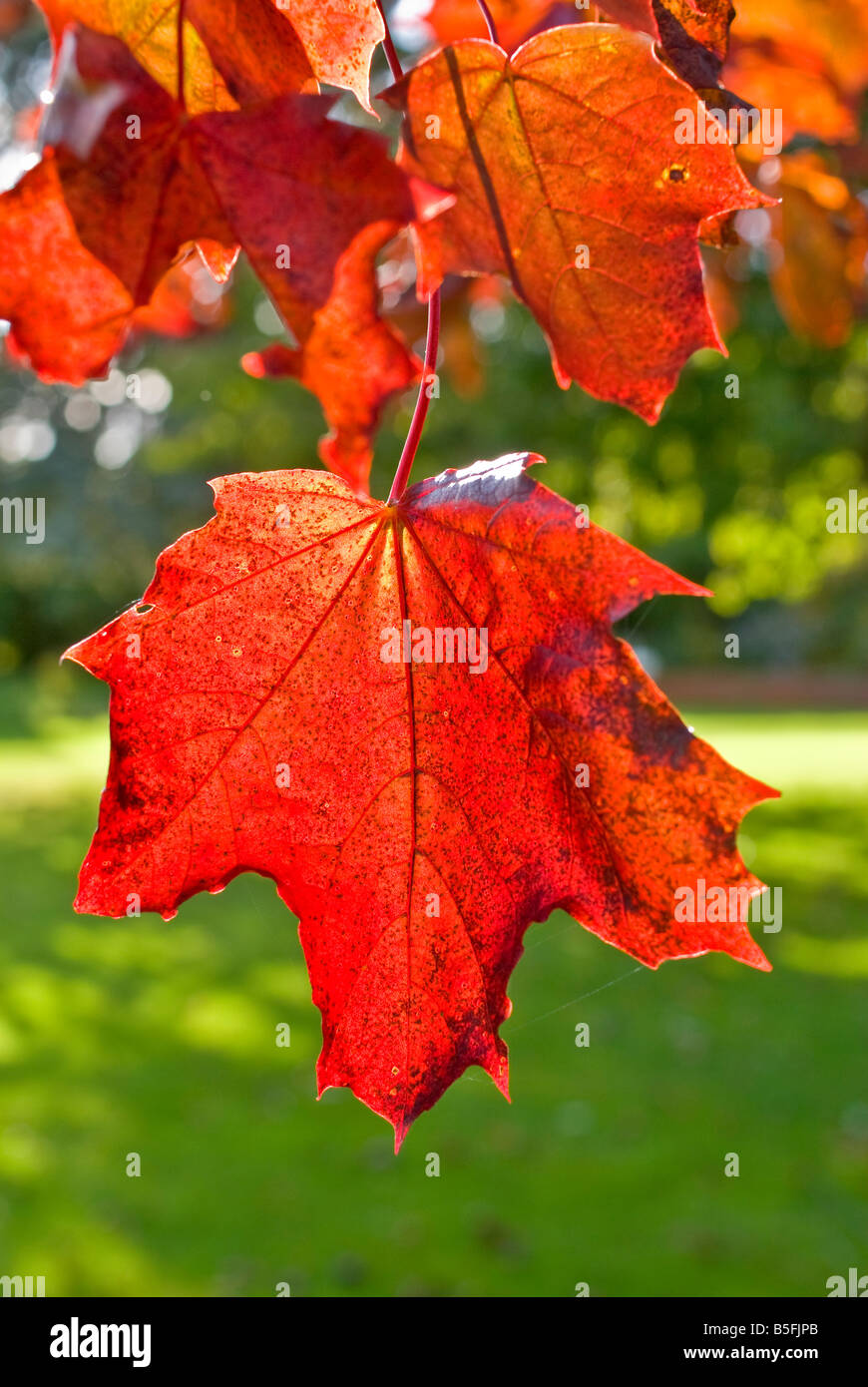 Automne feuilles d'érable dans un jardin en Octobre Banque D'Images