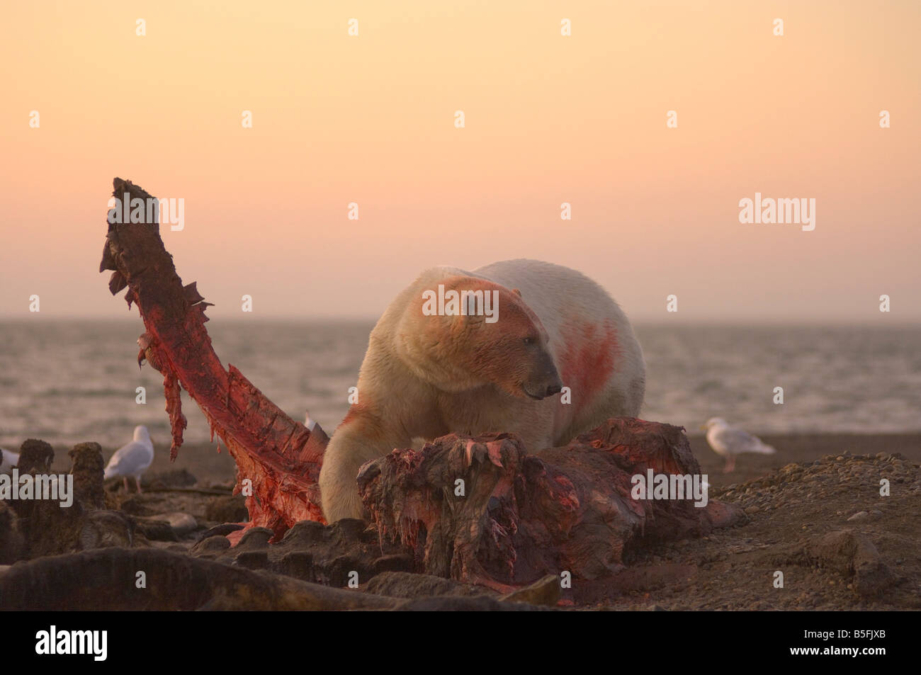 Ours blanc Ursus maritimus gardiens hommes son repas d'une baleine boréale Banque D'Images