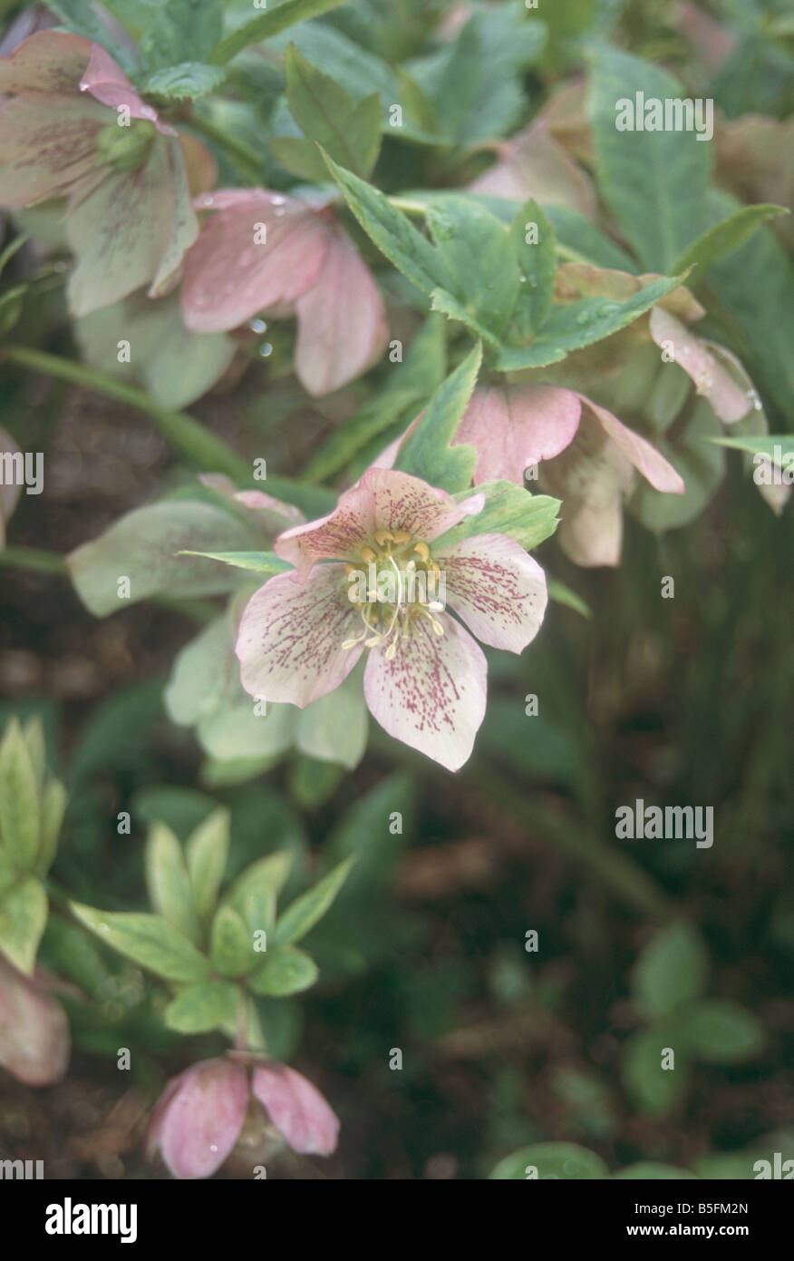 Helleborus orientalis jardin des fleurs au printemps. Banque D'Images