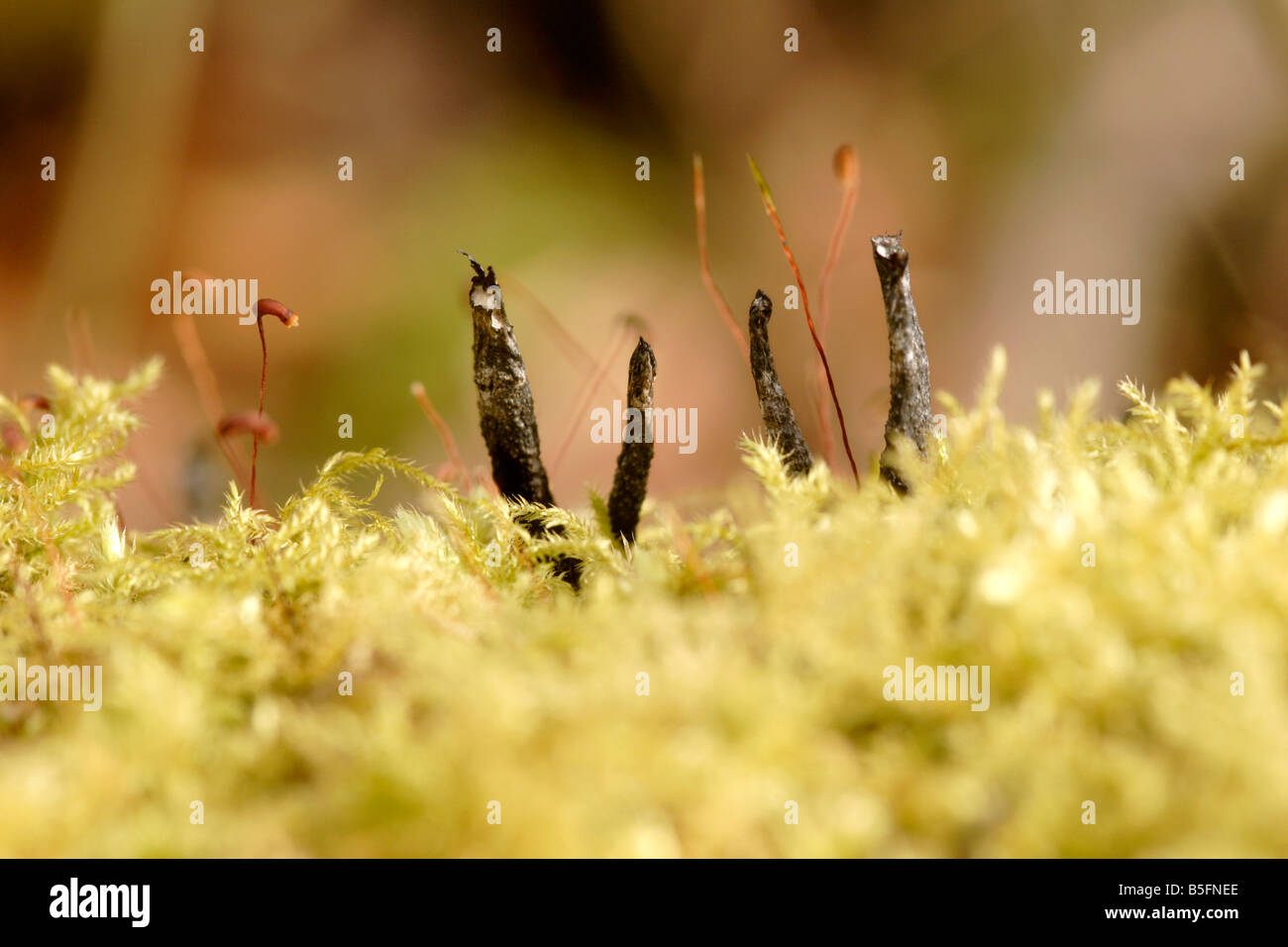 Le tabac à priser bougie champignon (hypoxolon Xylaria) dans la mousse, England, UK Banque D'Images