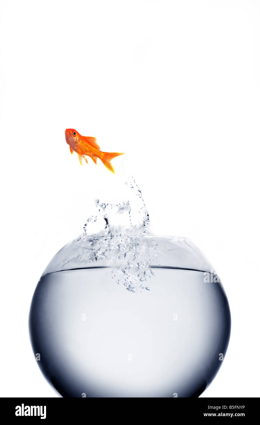 Goldfish sautant de l'eau Banque D'Images