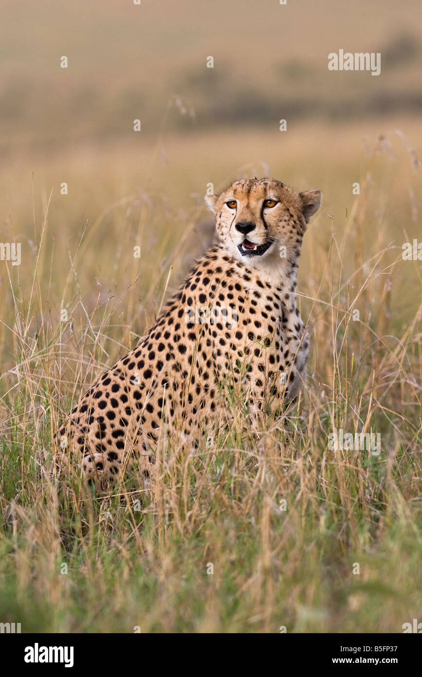 Cheetah dans lumière du soir Banque D'Images