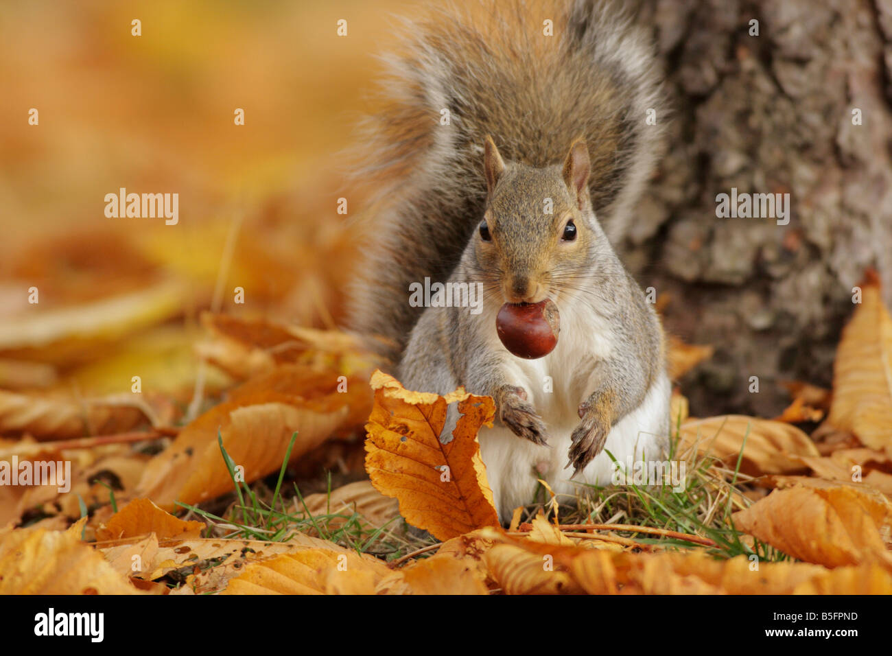 Écureuil gris avec le châtaignier en automne Victoria British Columbia Canada Banque D'Images