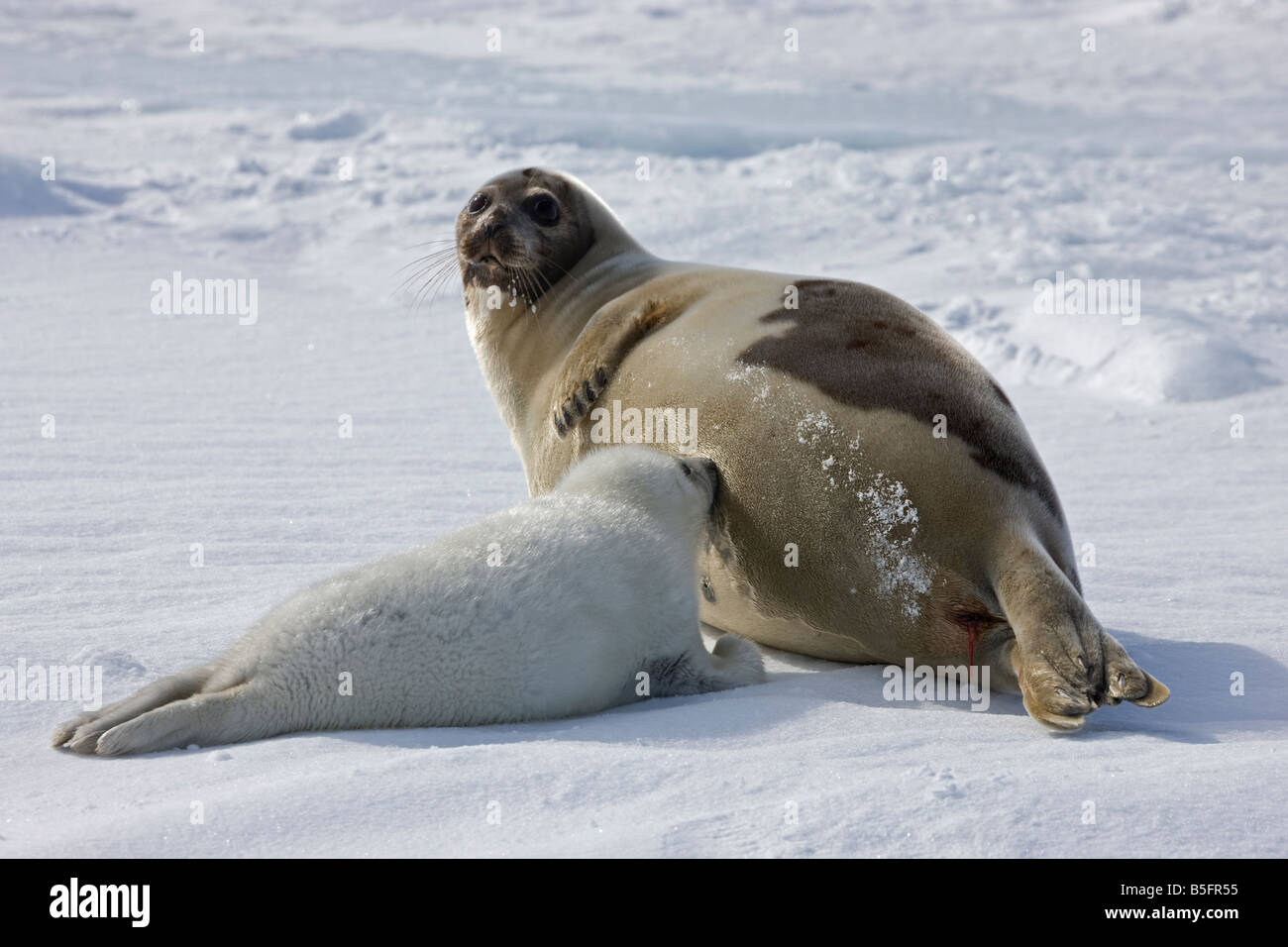 Les phoques du Groenland, de la mère avec un chiot, glace, Iles de la Madeleine, Québec, Canada Banque D'Images