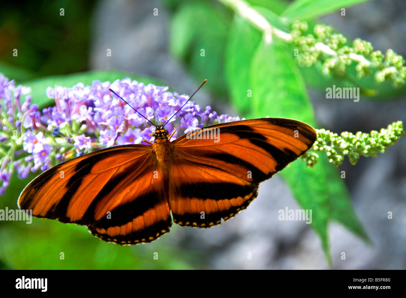 Orange et noir papillon papillon Tigre à rayures en tenant un nectar dans l'habitat luxuriant naturel Banque D'Images