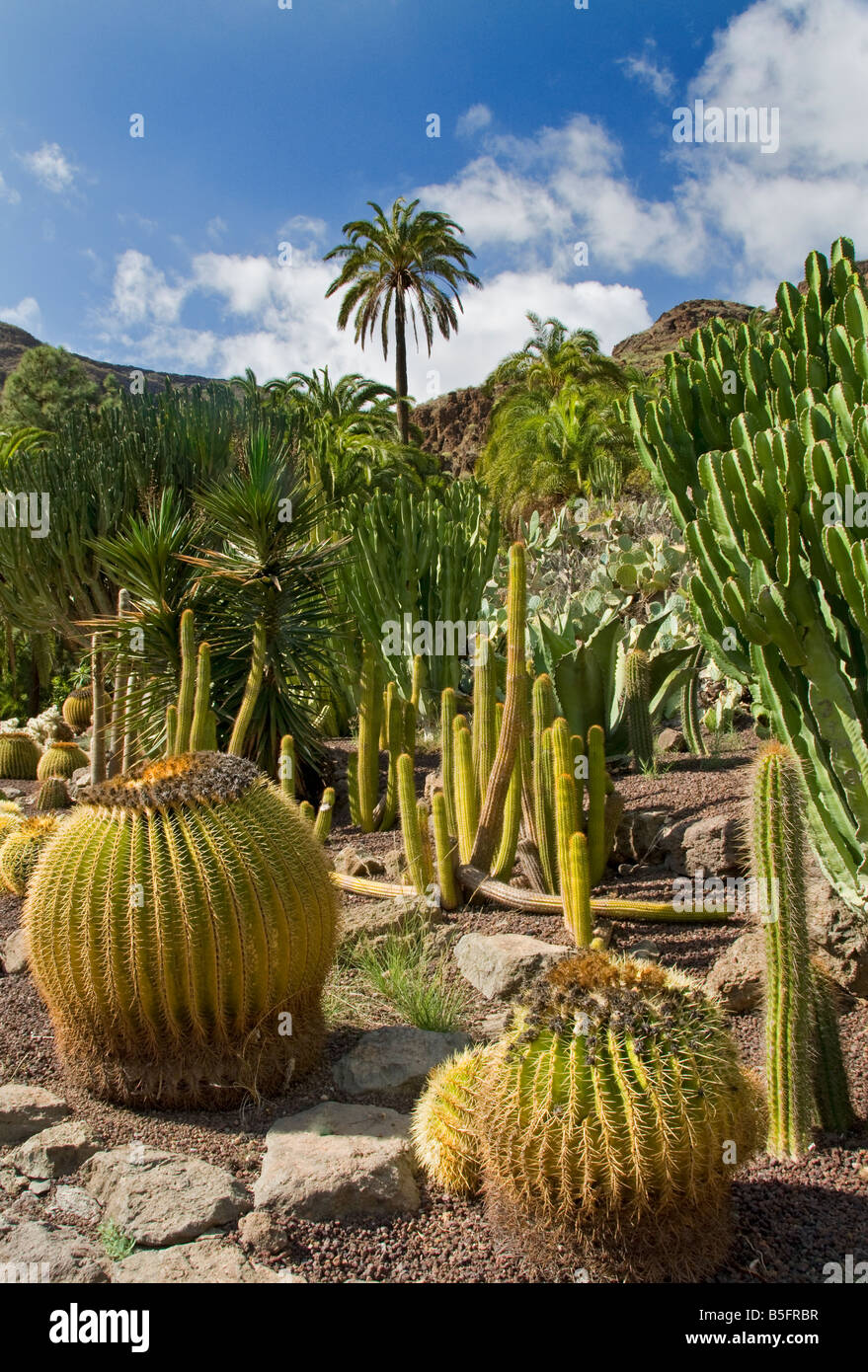 MASPALOMAS Palmitos Park Family Holiday Garden attraction avec divers cactus typiques et palmiers Maspalomas Gran Canaria Iles Canaries Espagne Banque D'Images MASPALOMAS Palmitos Park Family Holiday Garden attraction avec divers cactus typiques et palmiers Maspalomas Gran Canaria Iles Canaries Espagne Banque D'Images