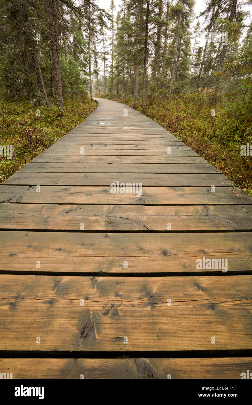 La promenade le long du sentier Spruce Bog, Algonquin Provincial Park, Ontario, Canada Banque D'Images