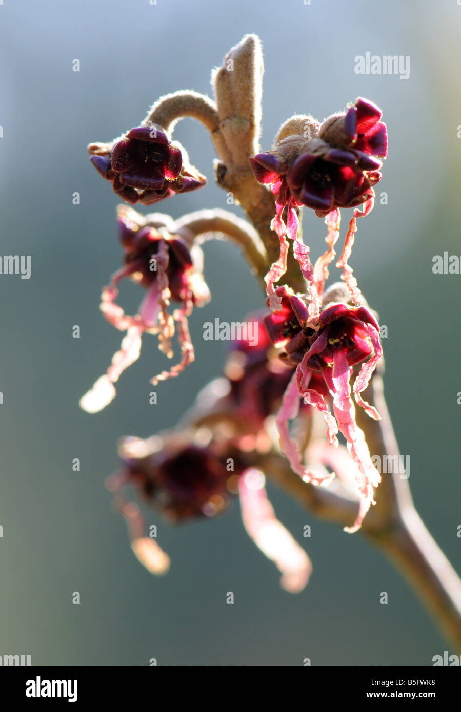 Hamamelis x intermeida beauté orange Banque D'Images
