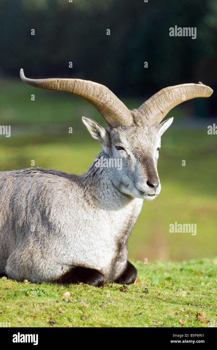 Bharal ou Himalayan Blue Sheep (Pseudois nayaur) Banque D'Images