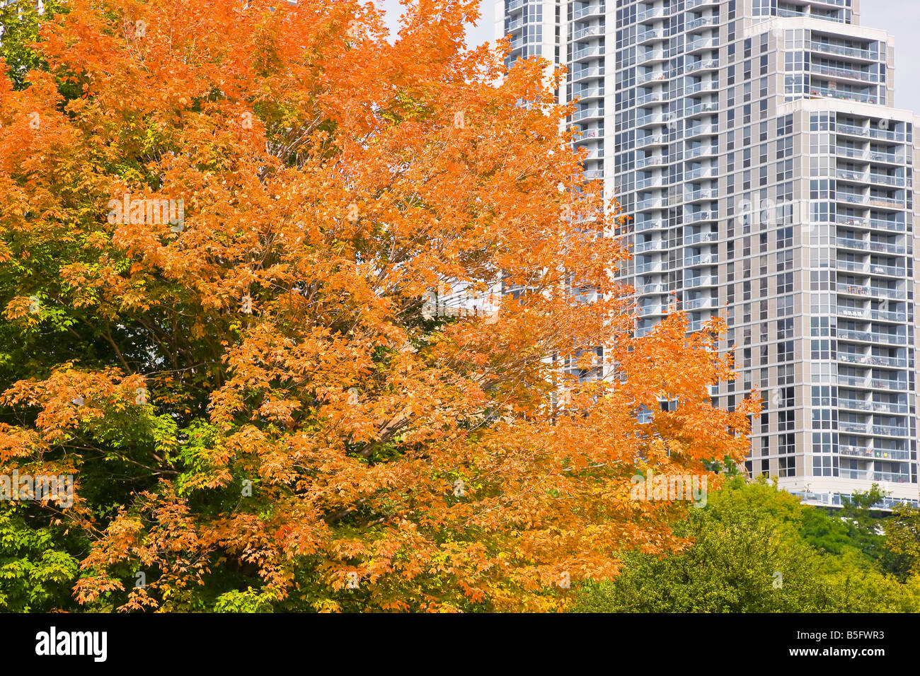 Changement de couleur des feuilles d'automne dans les États du Haut-Midwest Banque D'Images