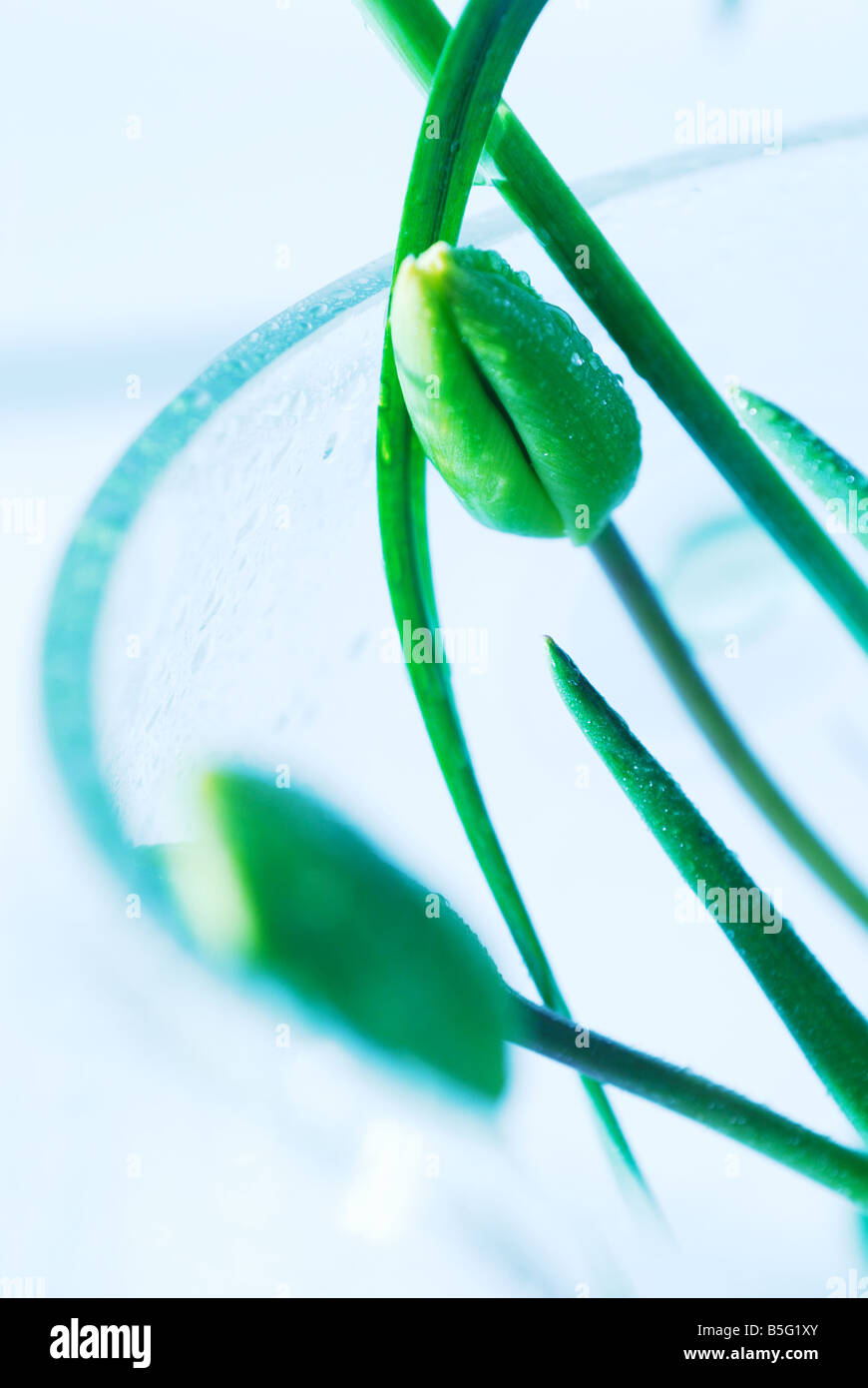 tulipes vertes fraîches, minimalisme Banque D'Images