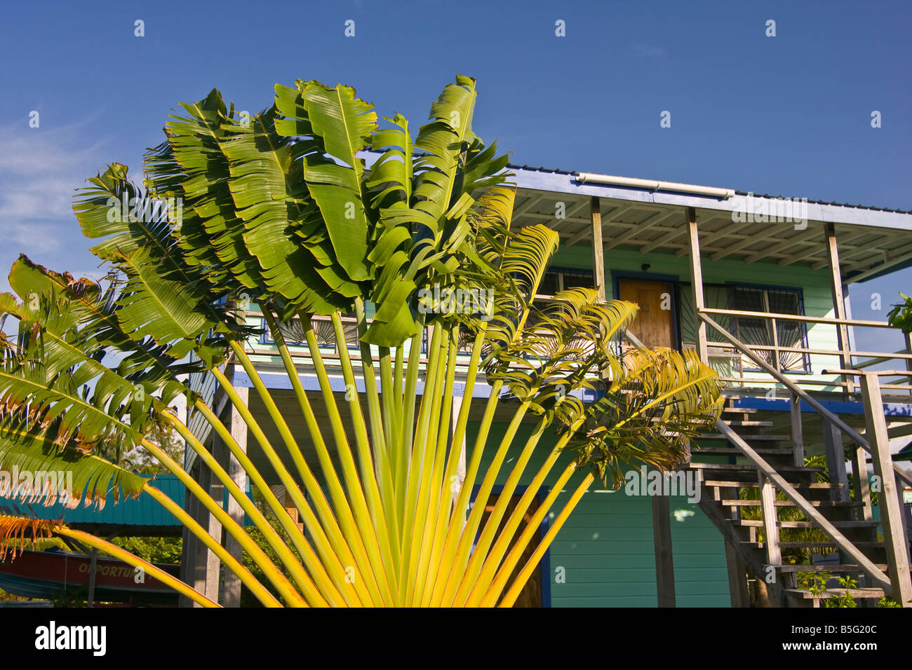 CAYE CAULKER BELIZE maison en bois et fan palm tree Banque D'Images