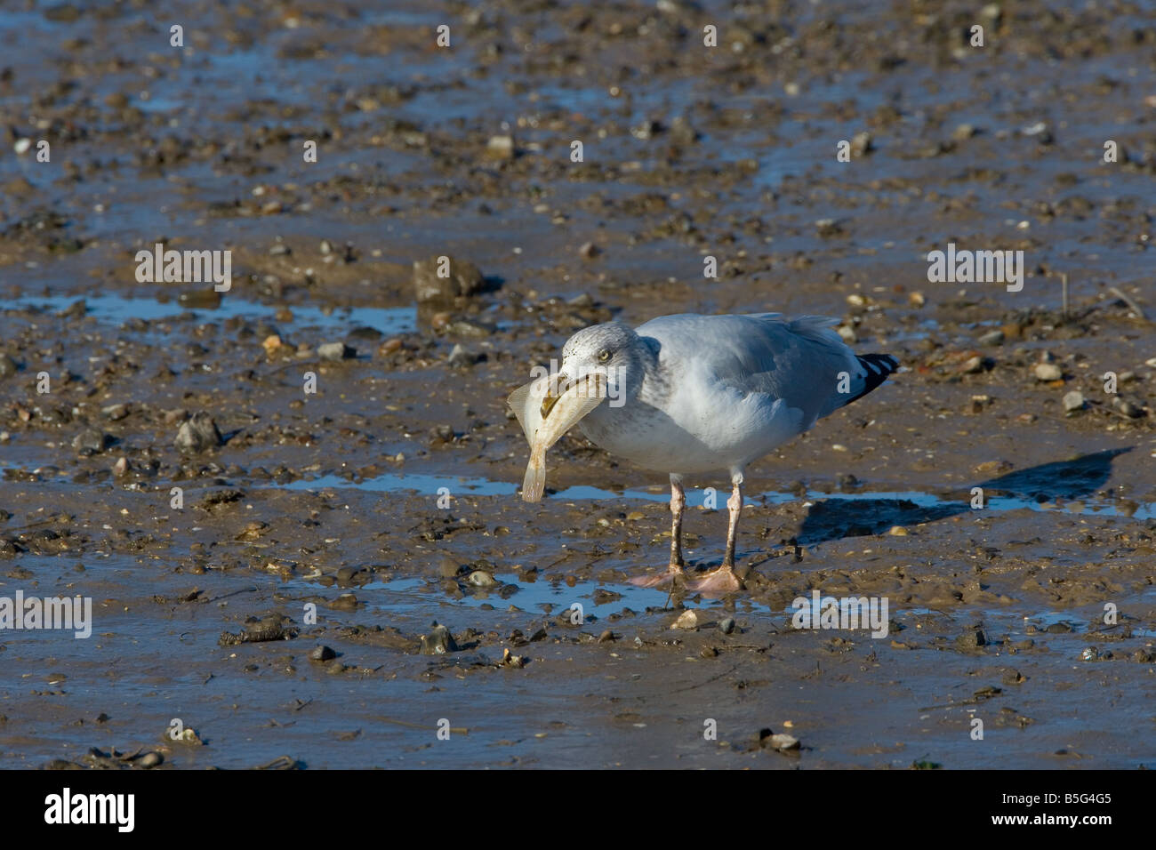 Goéland argenté Larus argentatus se nourrissent de poissons morts Norfolk Banque D'Images