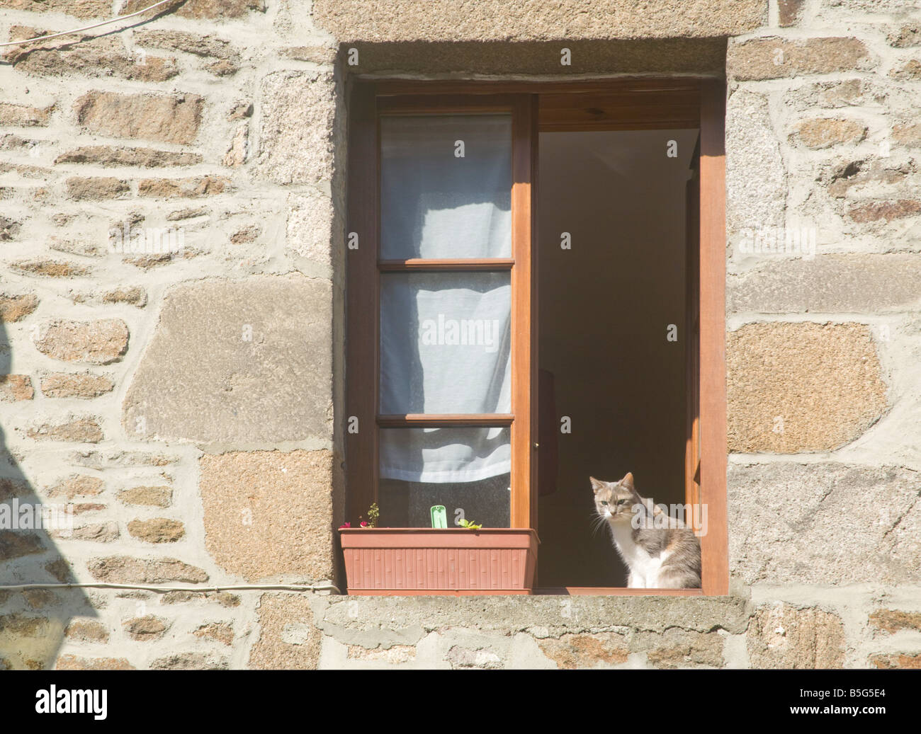 Chat assis dans une fenêtre Banque D'Images