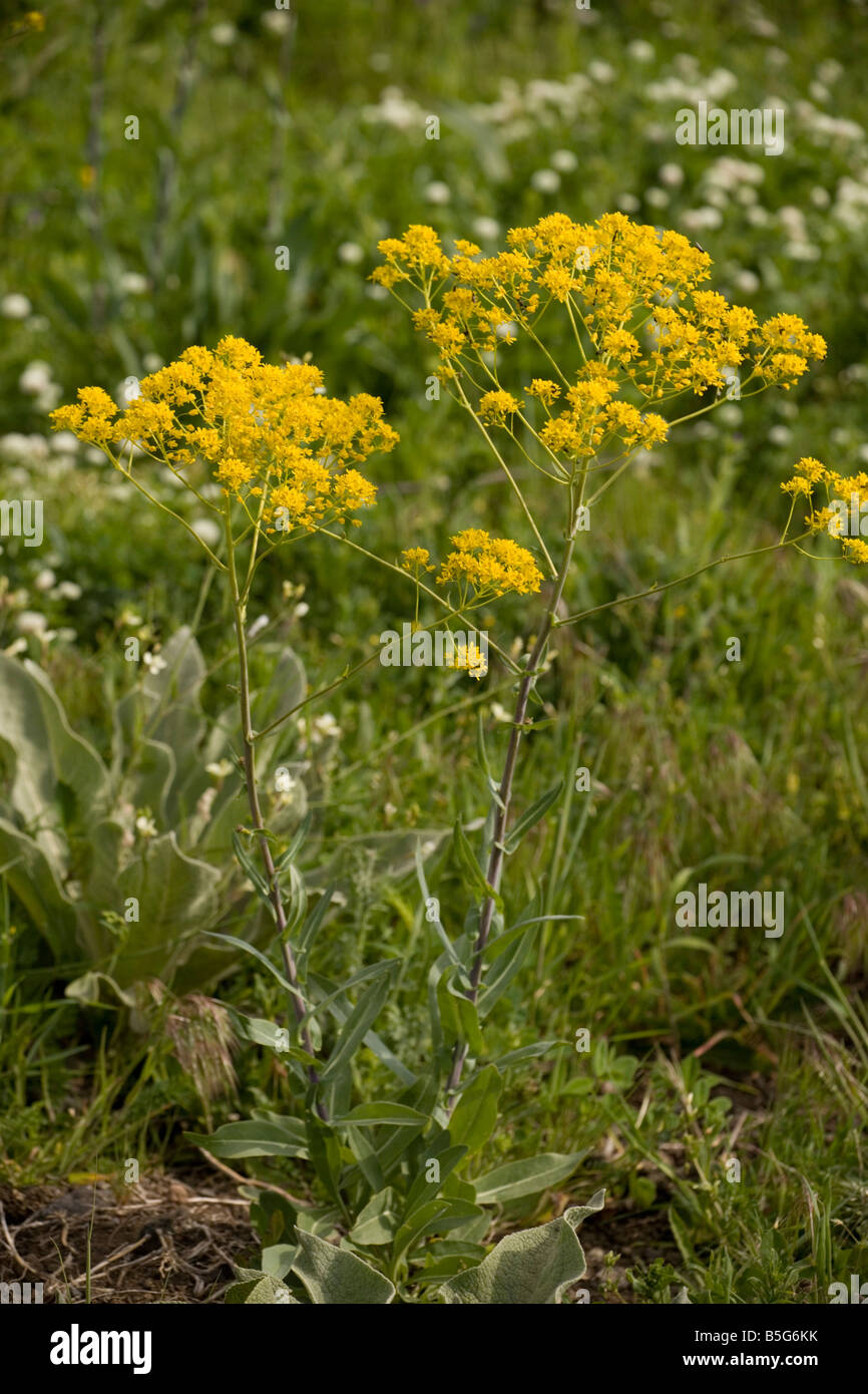 Pastel Isatis tinctoria en fleur source de colorant Banque D'Images