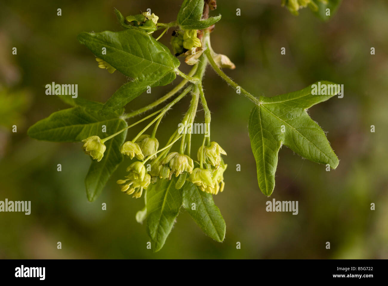 Montpellier Maple Acer monspessulanus en fleur et les nouvelles feuilles Sicile Banque D'Images