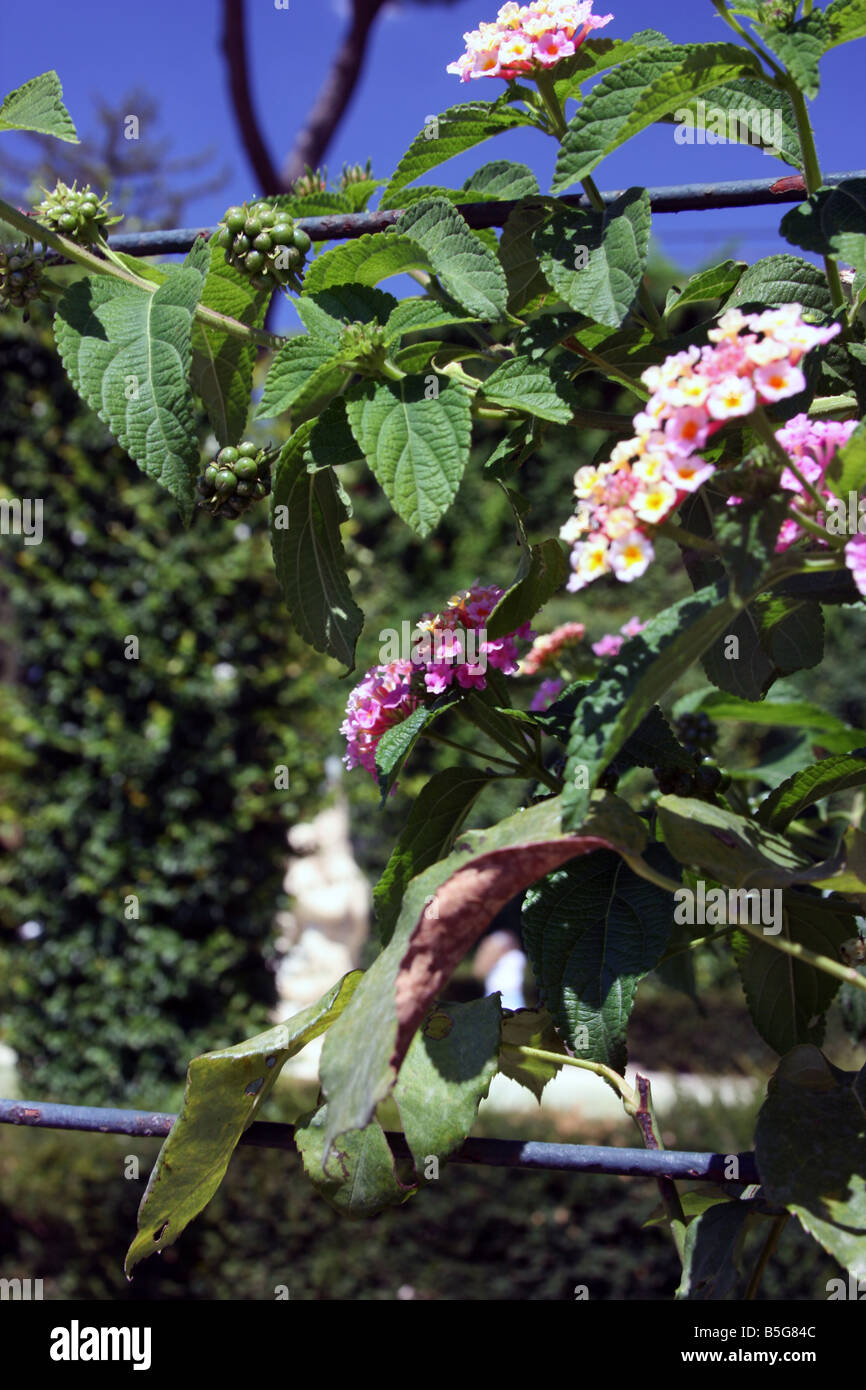 Jardins du Vatican Banque D'Images