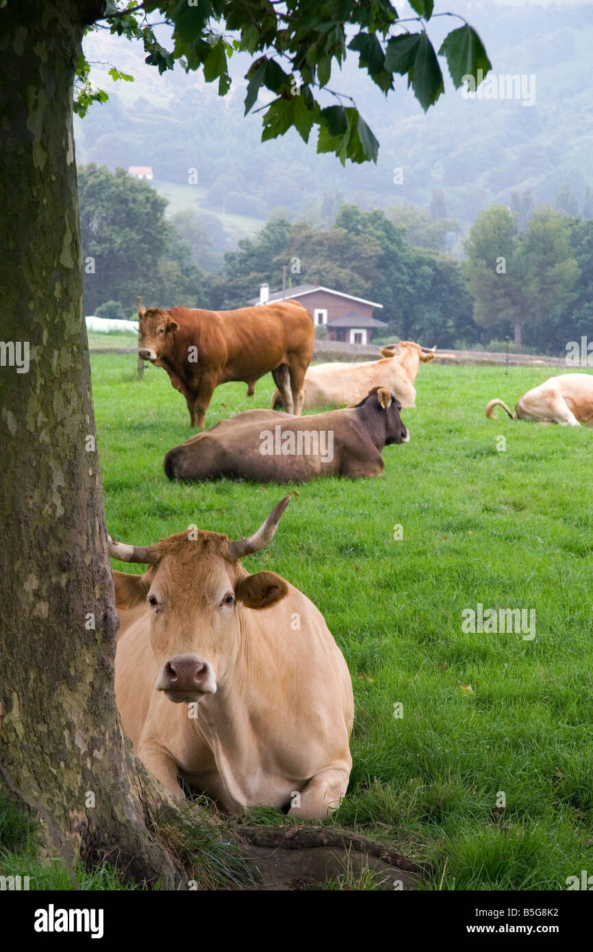 Le bétail sur les terres agricoles en milieu rural près de la ville de Solares Cantabria Espagne Banque D'Images