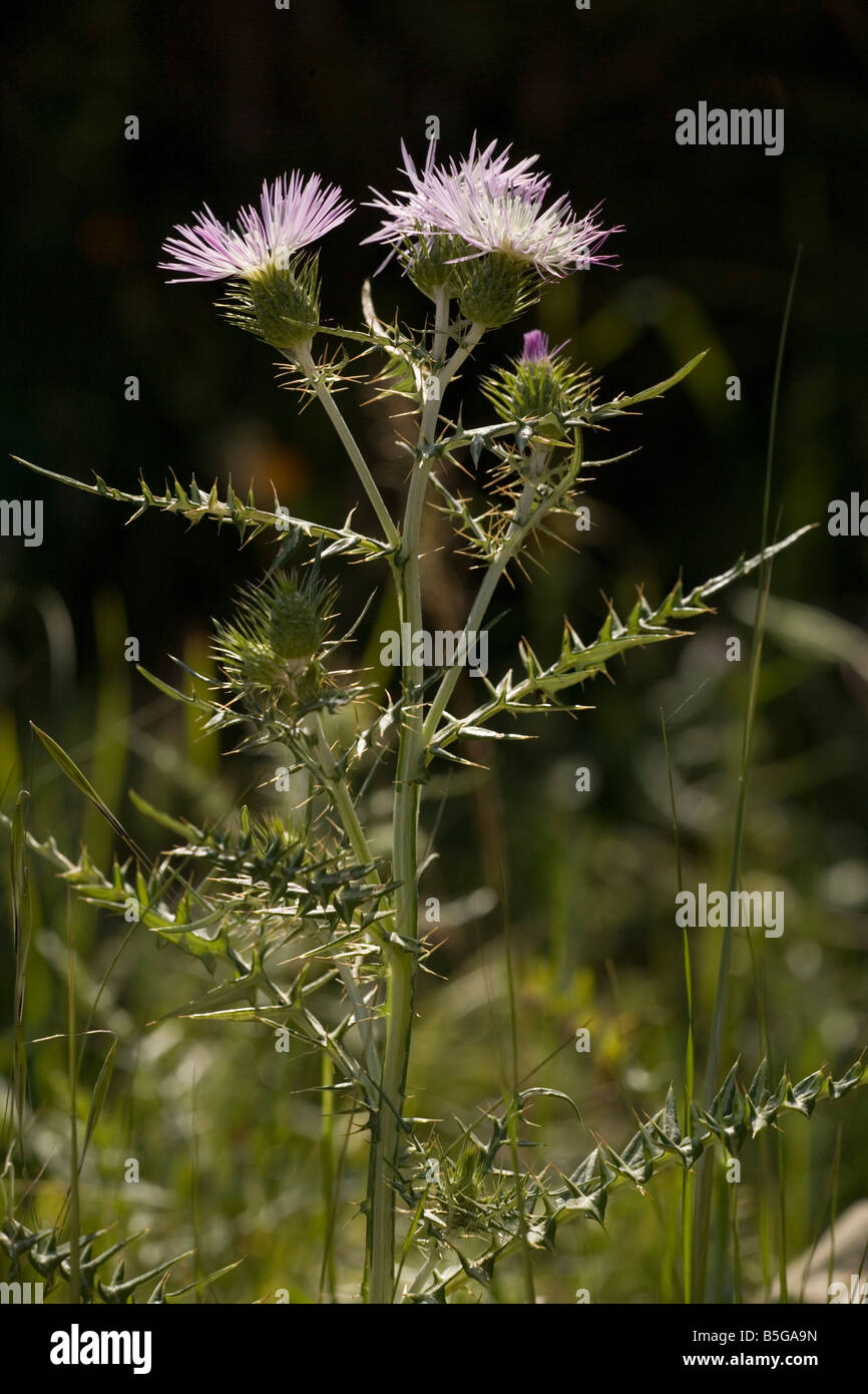 Un chardon Galactites tomentosa Sicile Banque D'Images