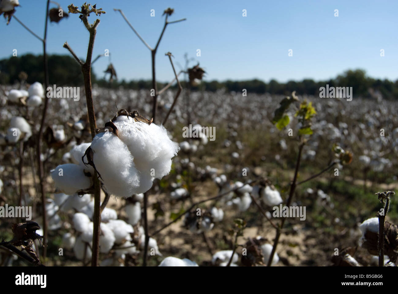 Des plants de coton (Gossypium hirsutum) sur un champ en Caroline du Nord, USA Banque D'Images