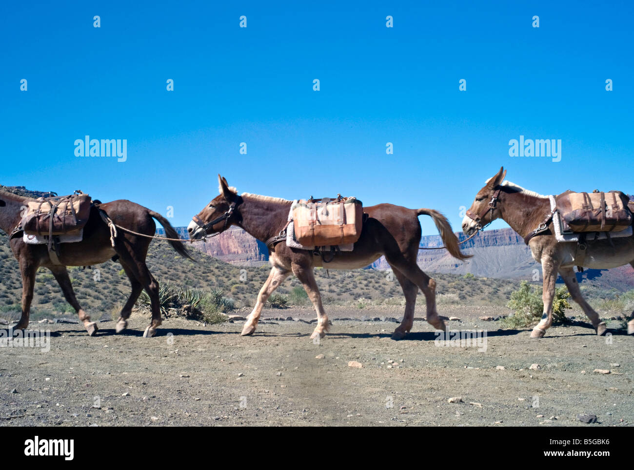 ARIZONA GRAND CANYON Un convoi de chevaux d'après les unes les autres du Grand Canyon par le Sud Kaibab Trail Banque D'Images