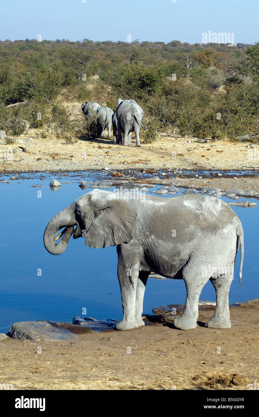 African elephant Loxodonta africana boire au point d'Halali Namibie Etosha National Park Banque D'Images