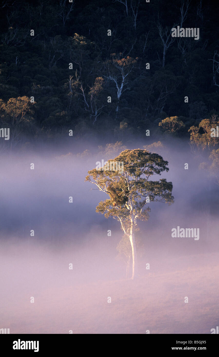 Gum Tree dans Cobungra Brouillard Matin Omeo Australie Victoria District Banque D'Images
