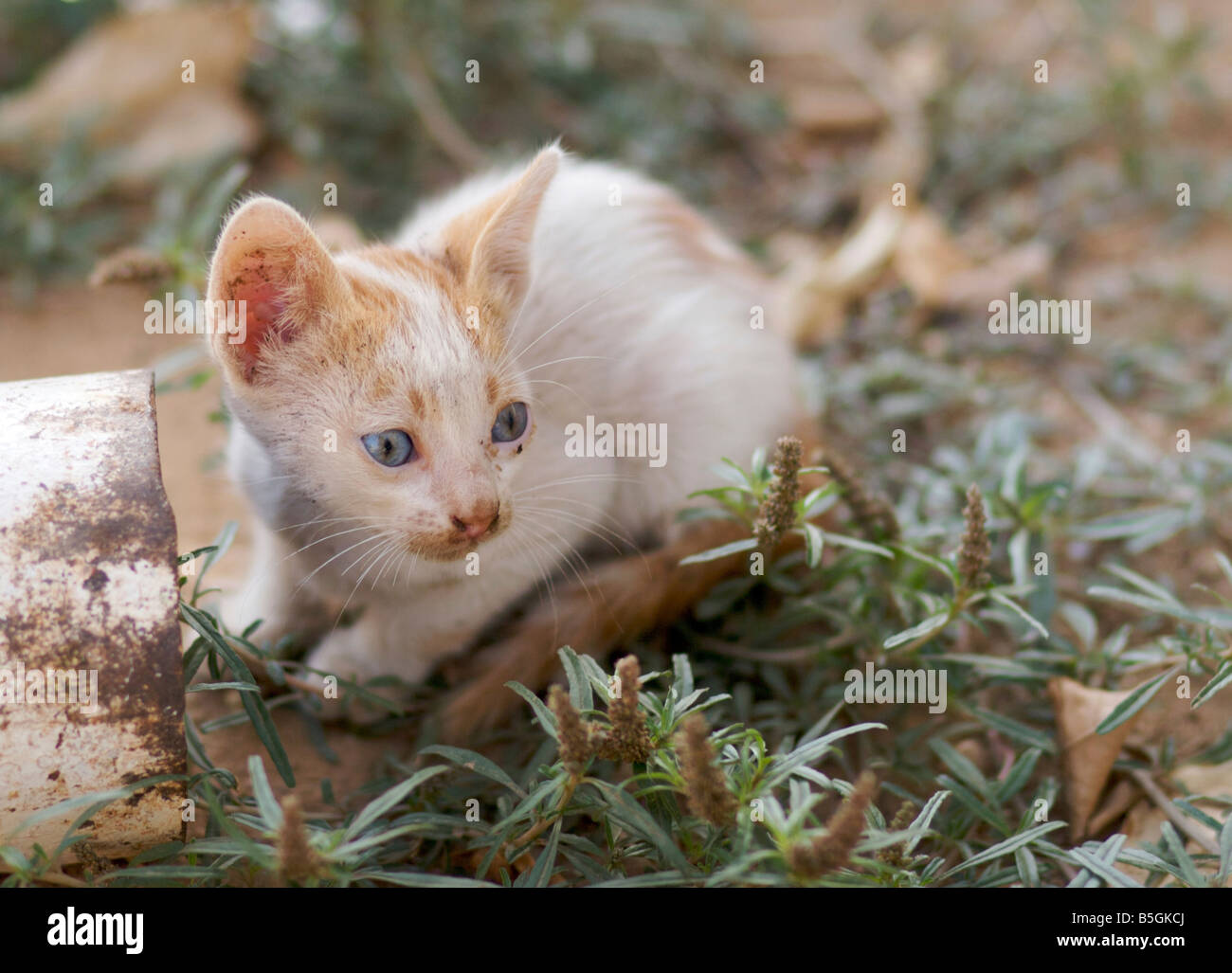 Un Tout Petit Bebe Chaton Blanc Rouge Aux Yeux Bleus Cowers Au Milieu De Quelques Plantes En Plus D Un Tuyau Rouille A La Timide Photo Stock Alamy Un Tout Petit Bebe Chaton Blanc Rouge Aux Yeux Bleus Cowers Au Milieu De Quelques Plantes En Plus D Un Tuyau Rouille A La Timide Photo Stock Alamy