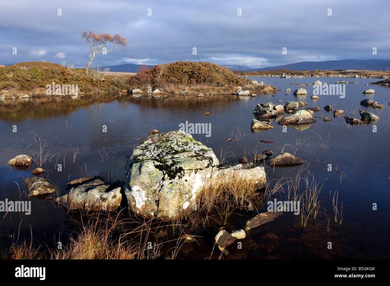 Automne Bouleau Lochan na h Achlaise Ecosse Rannoch Moor UK Banque D'Images