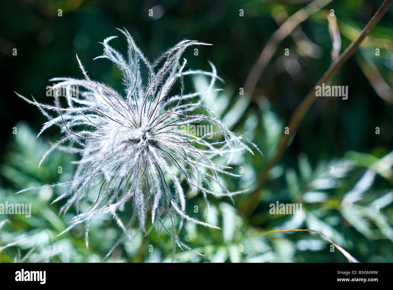 Tête de semences de l'anémone pulsatille Pulsatilla Renonculacées Banque D'Images